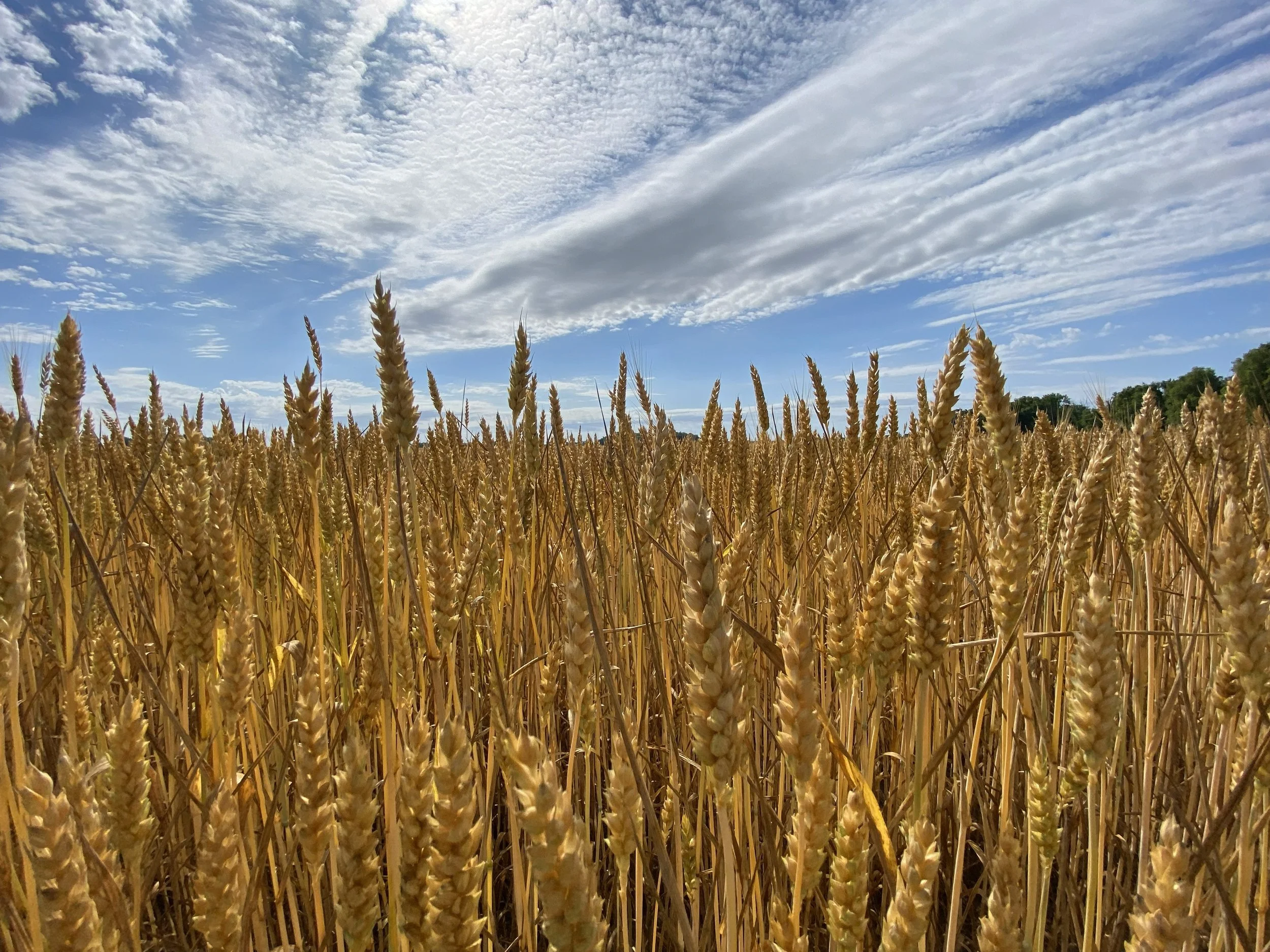 Wheat Ready for Harvest Indiana