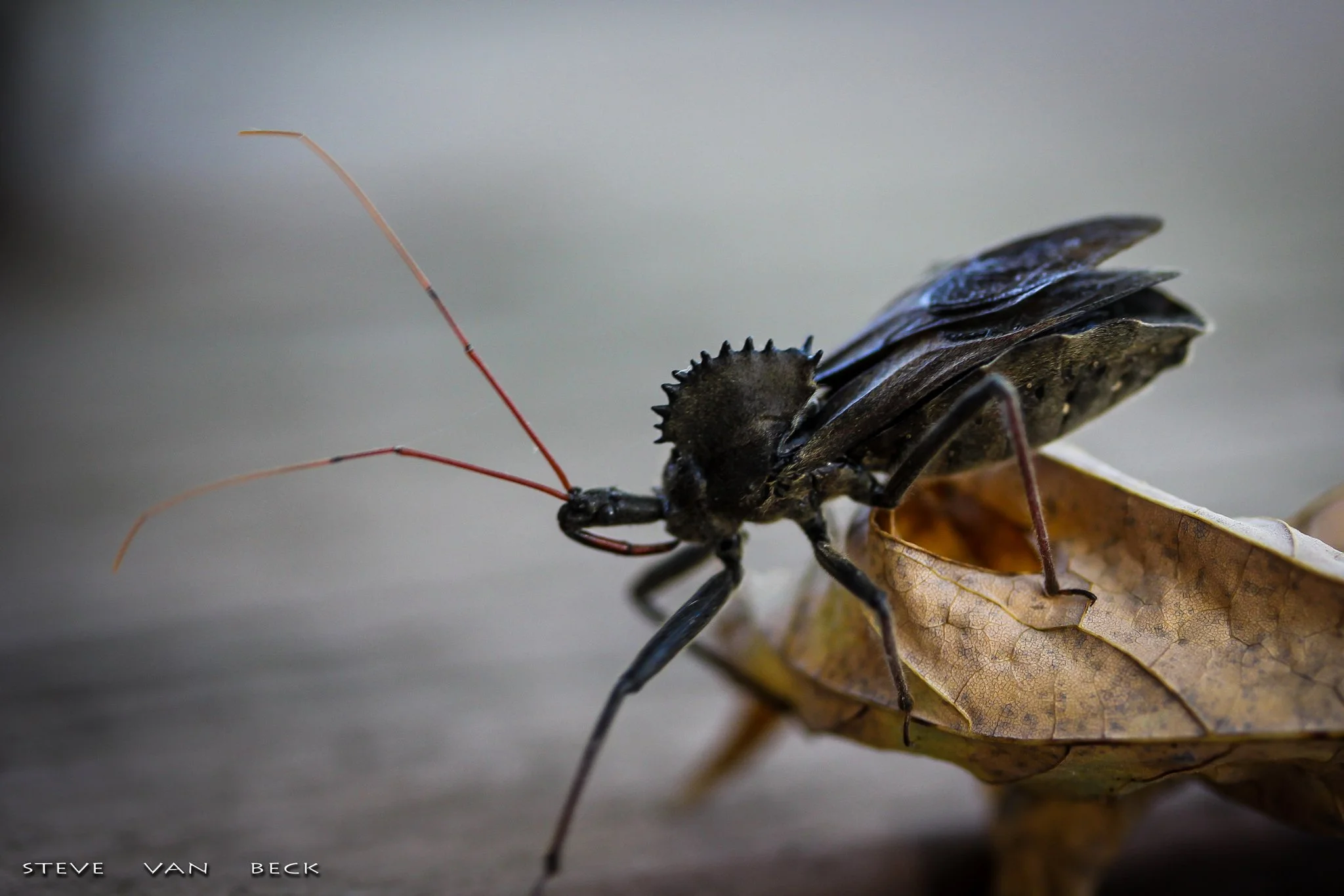 Assassin Bug (Kissing Bug)