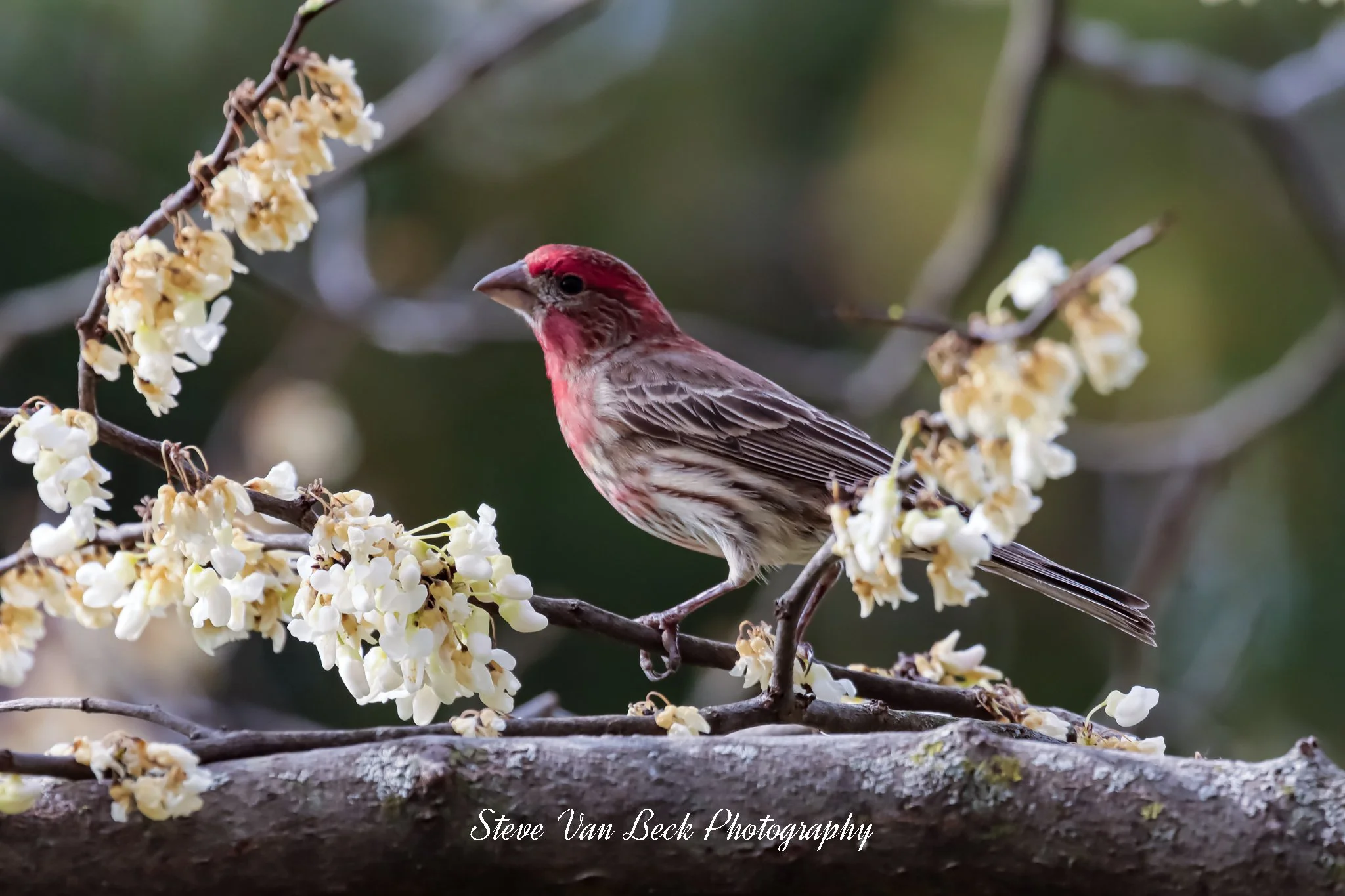House Wren