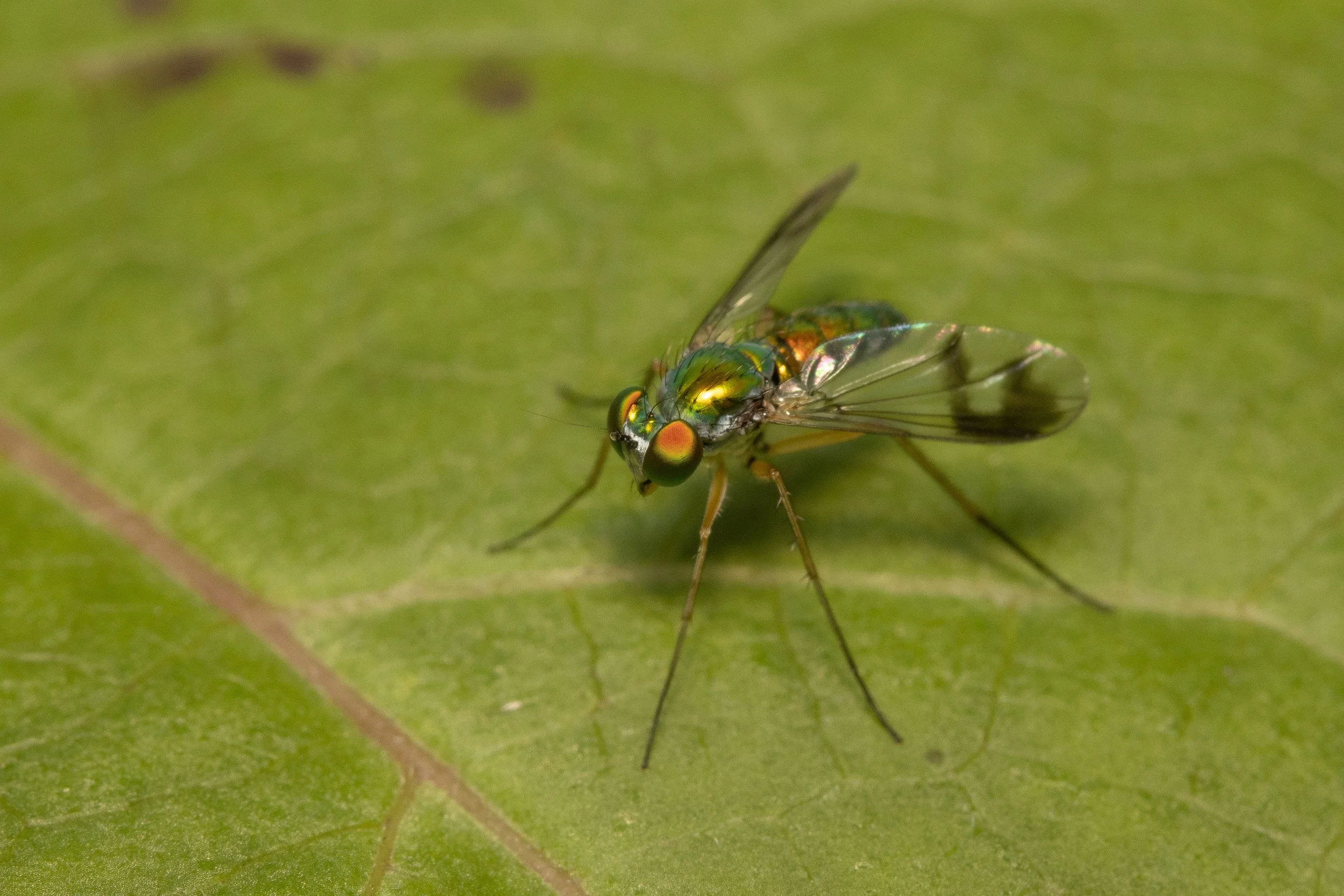 Long-Legged Fly