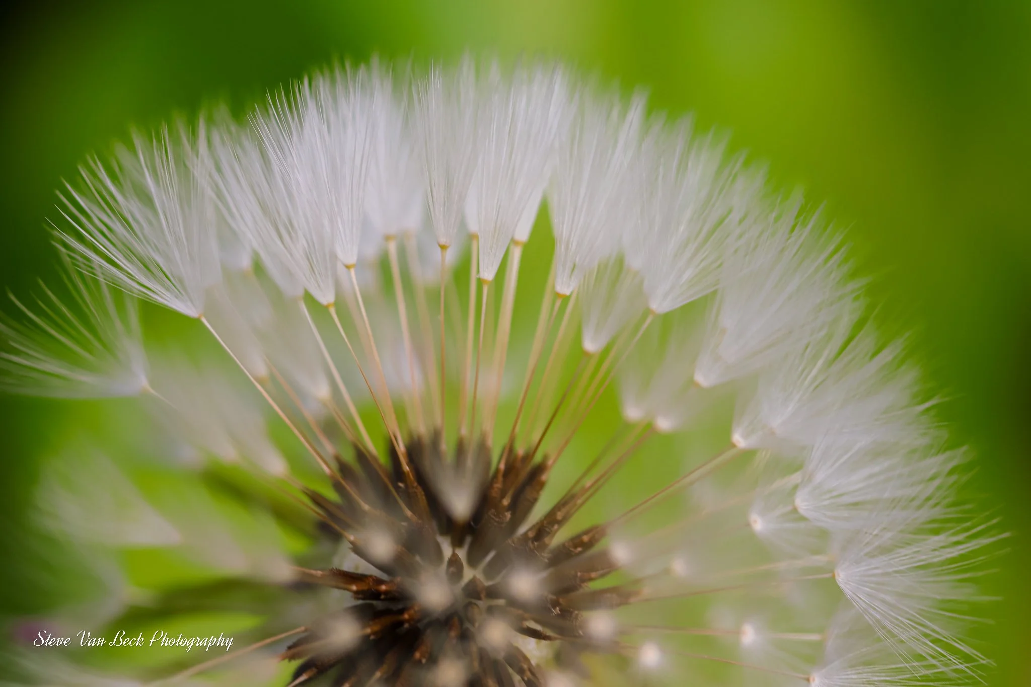 Dandelion Seeds