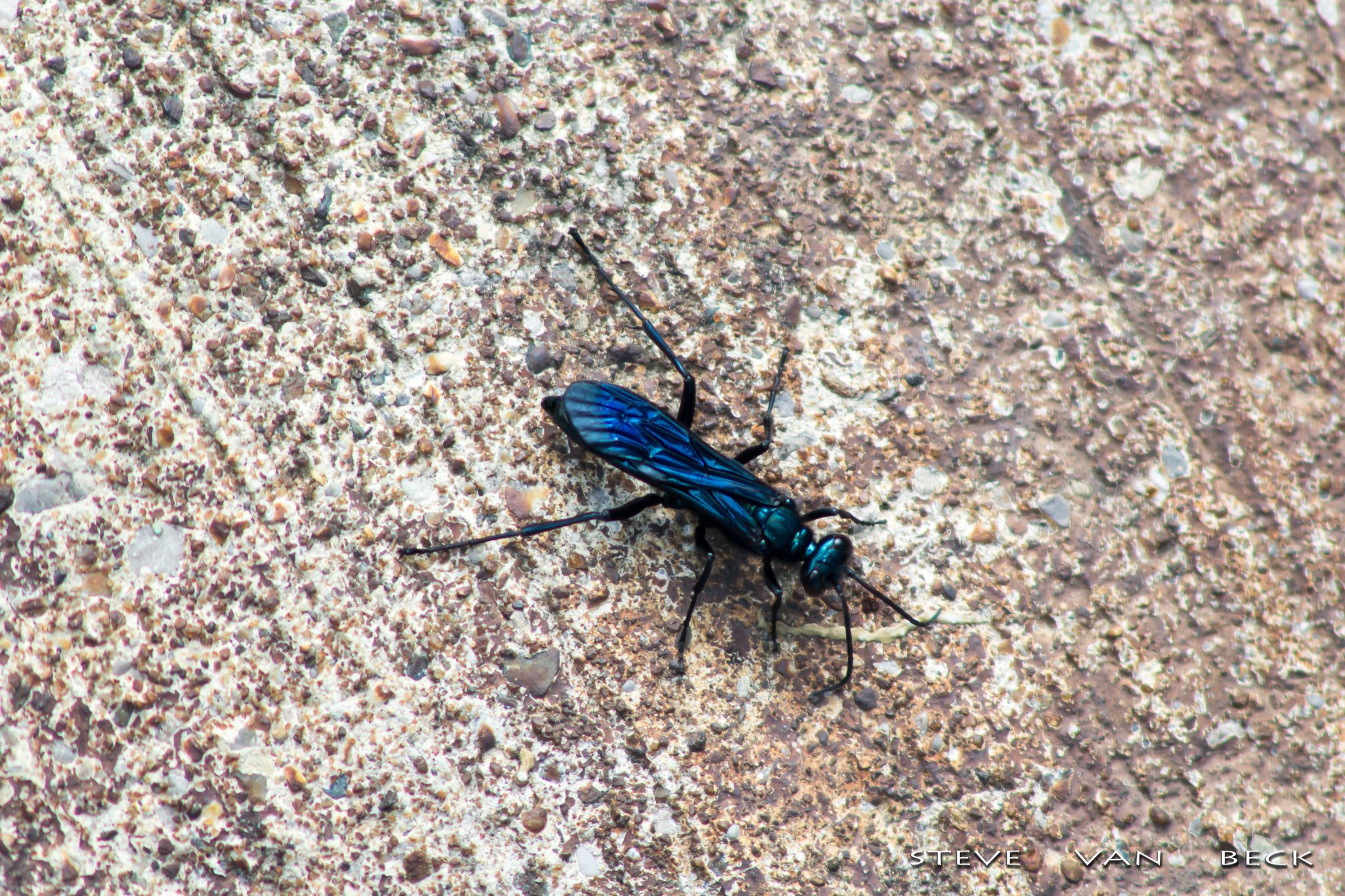 Blue Mud Dauber Wasp