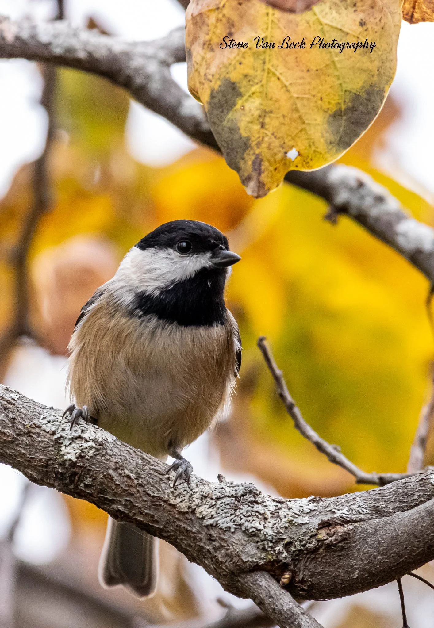 Black-Capped Chickadee