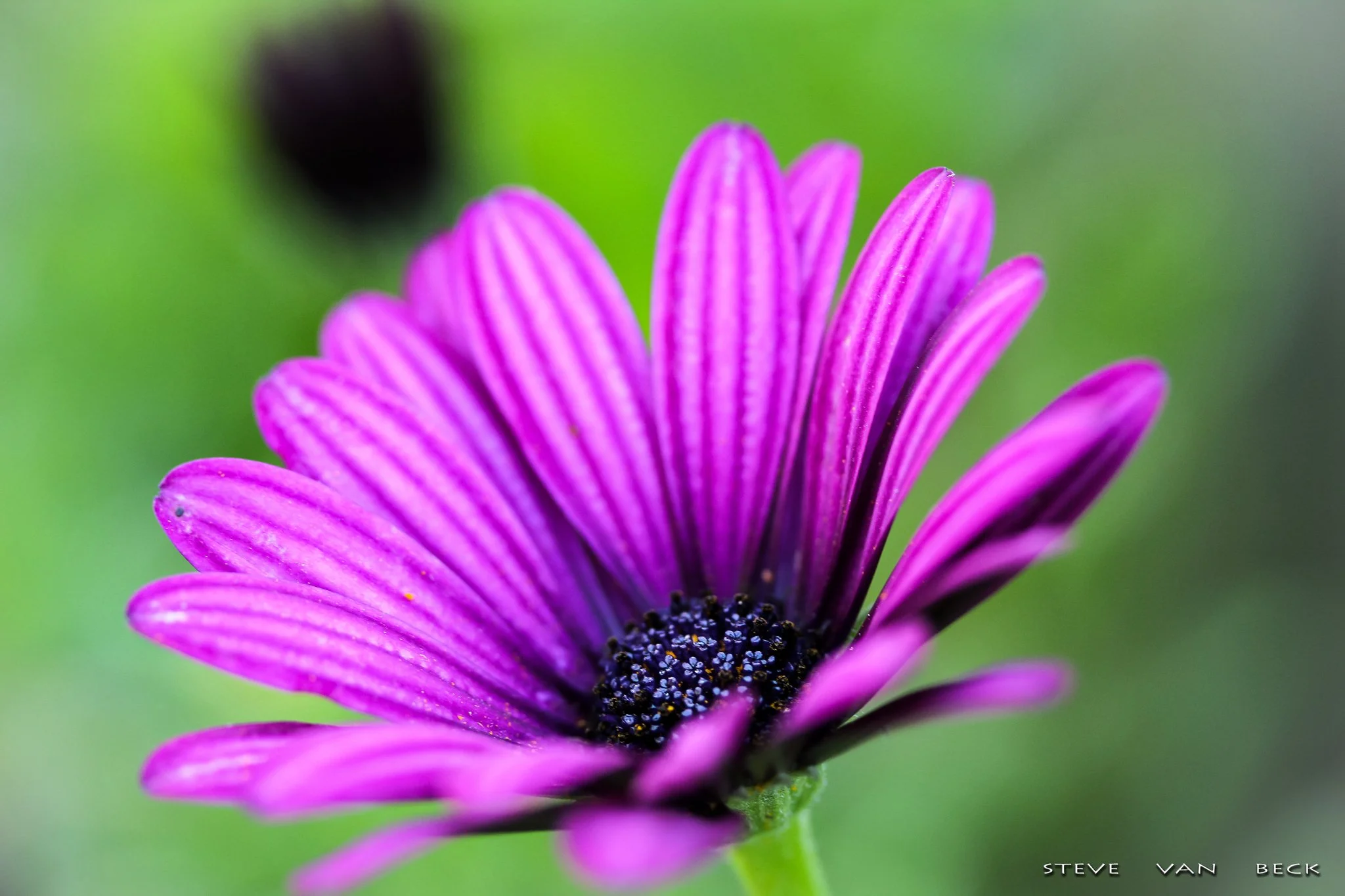 Purple African Daisy