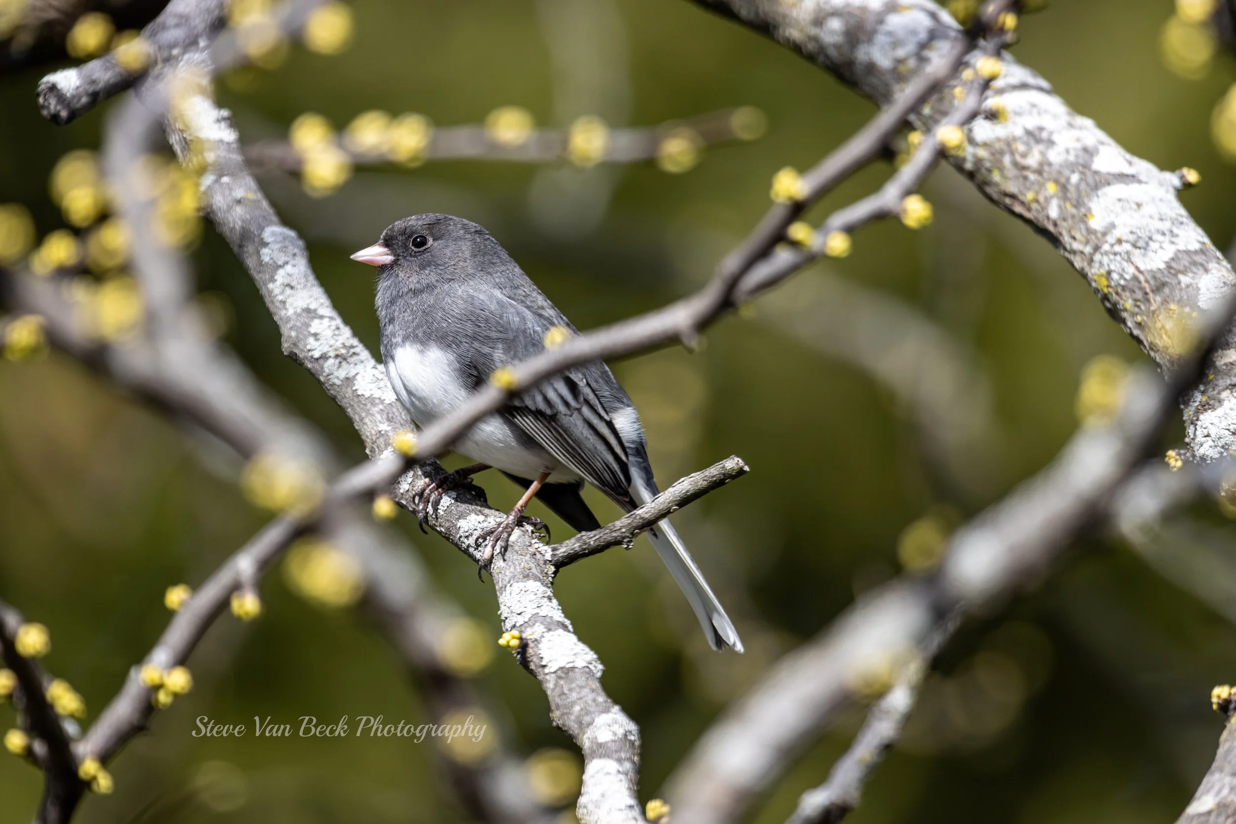 White-Winged Junco-1_Original.JPG