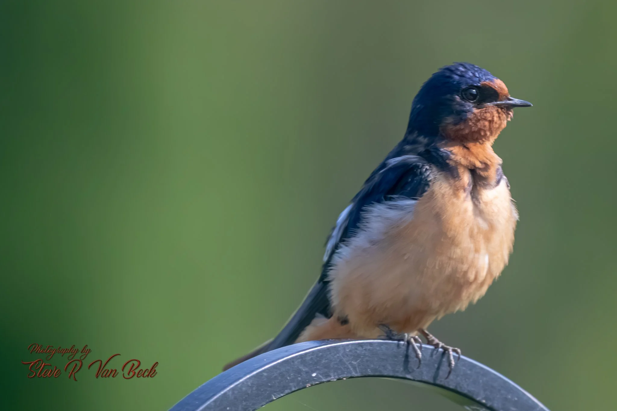 Barn Swallow