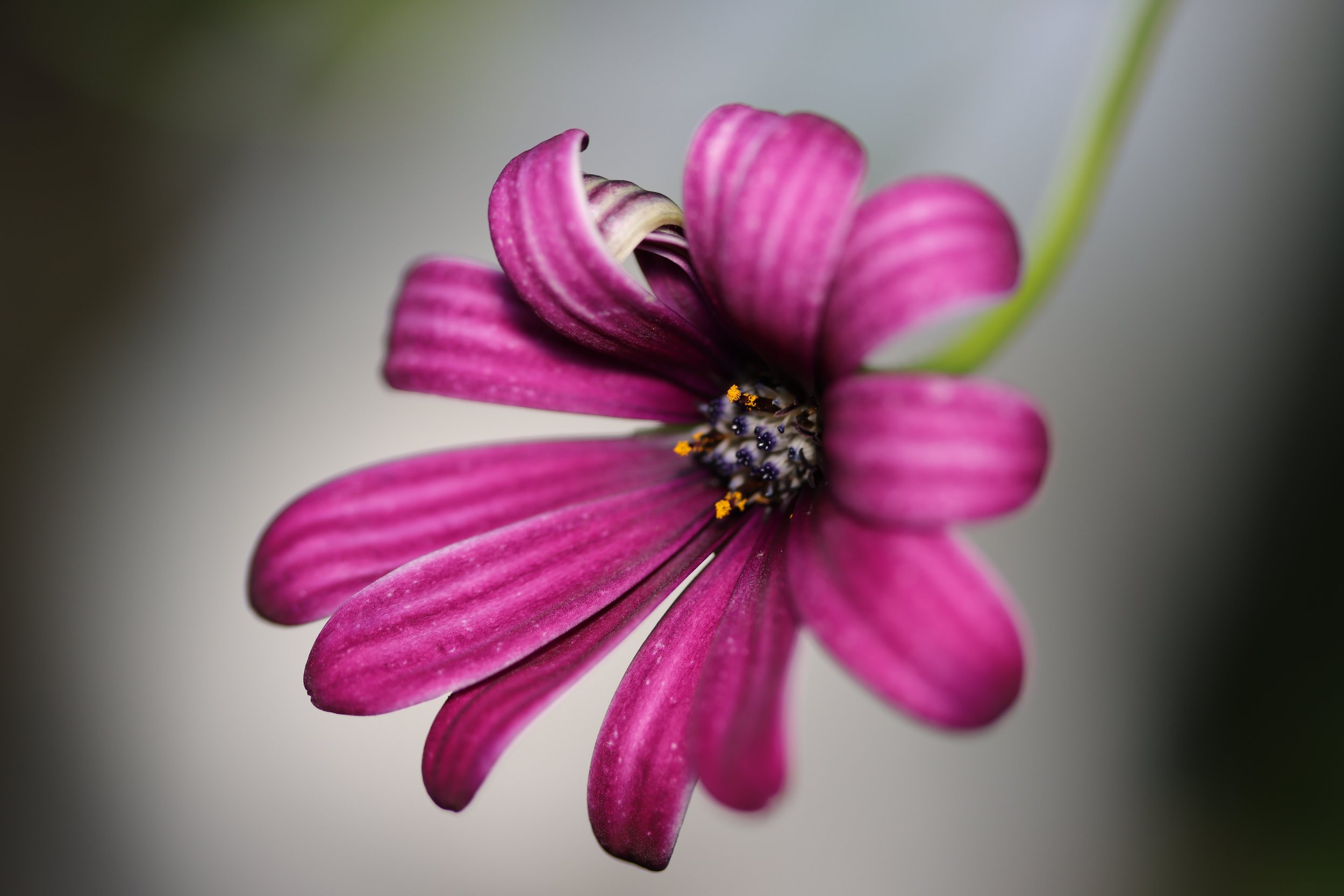 Purple African Daisy