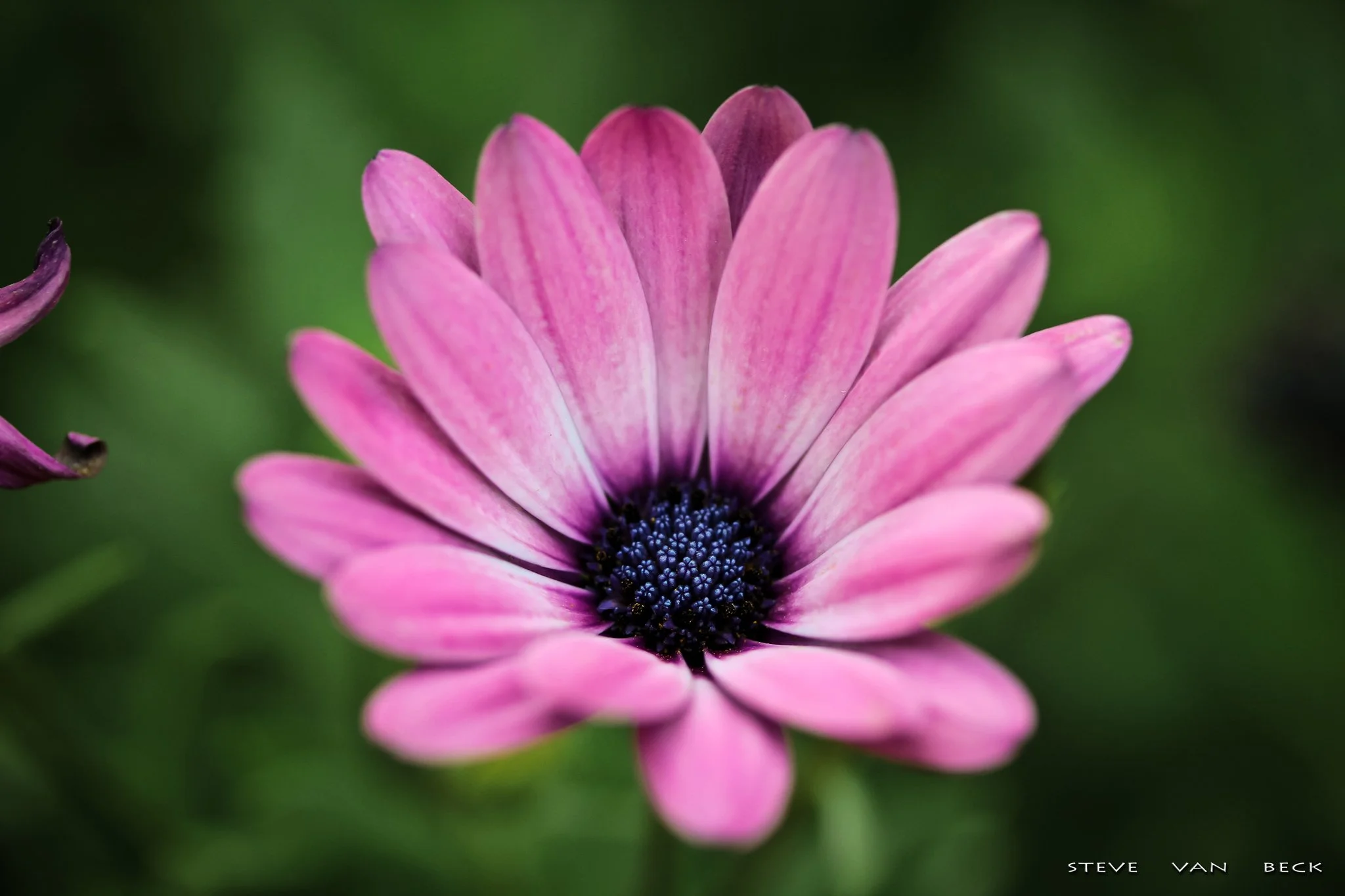 Pink African Daisy