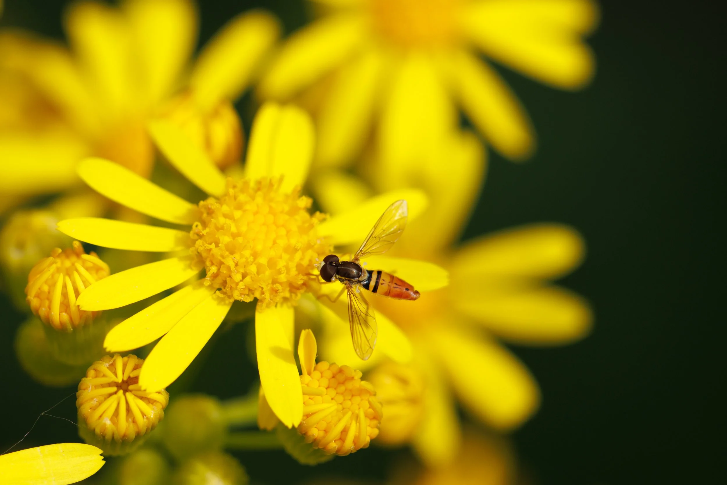 Hoverfly on Ragwort Flowers