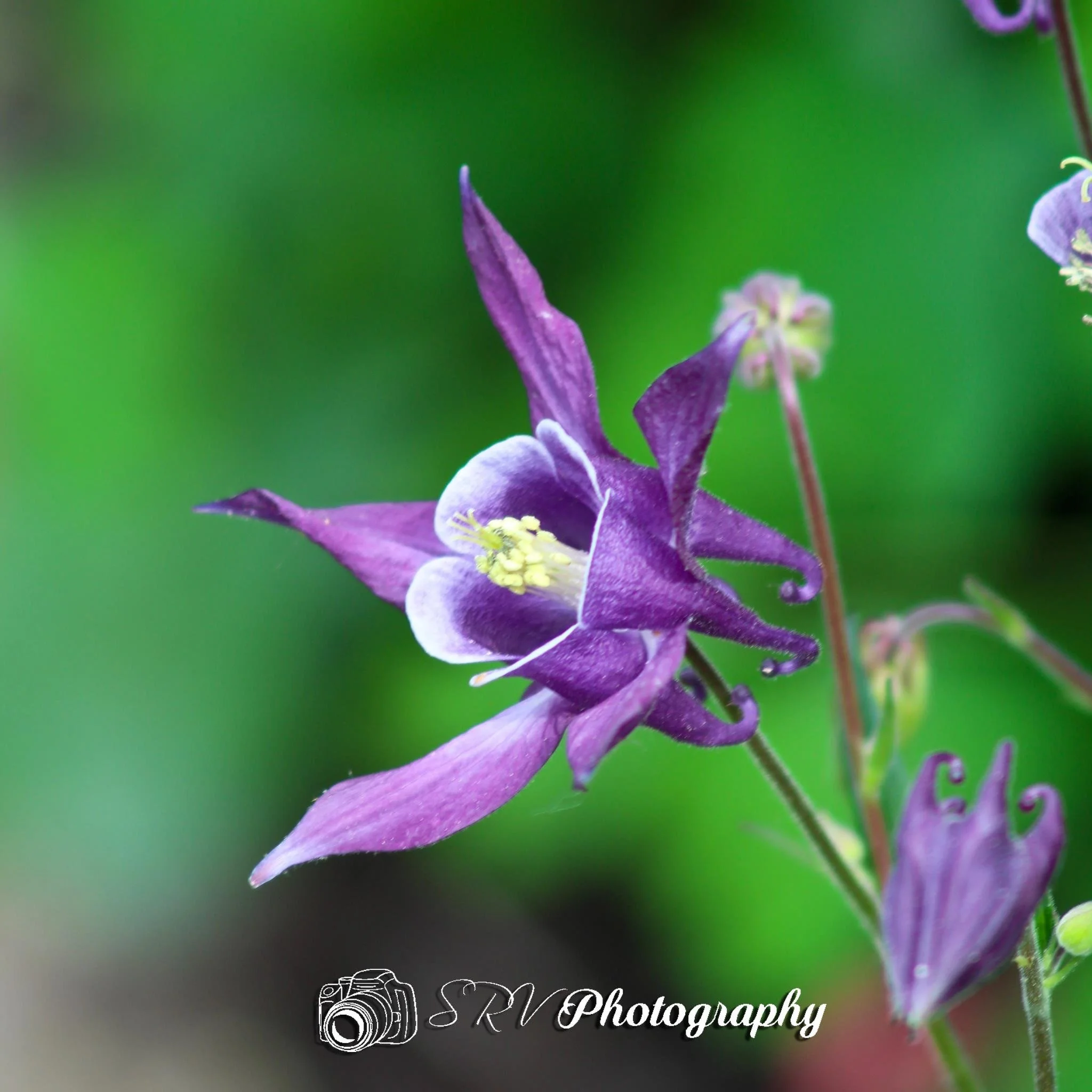 Purple Columbine