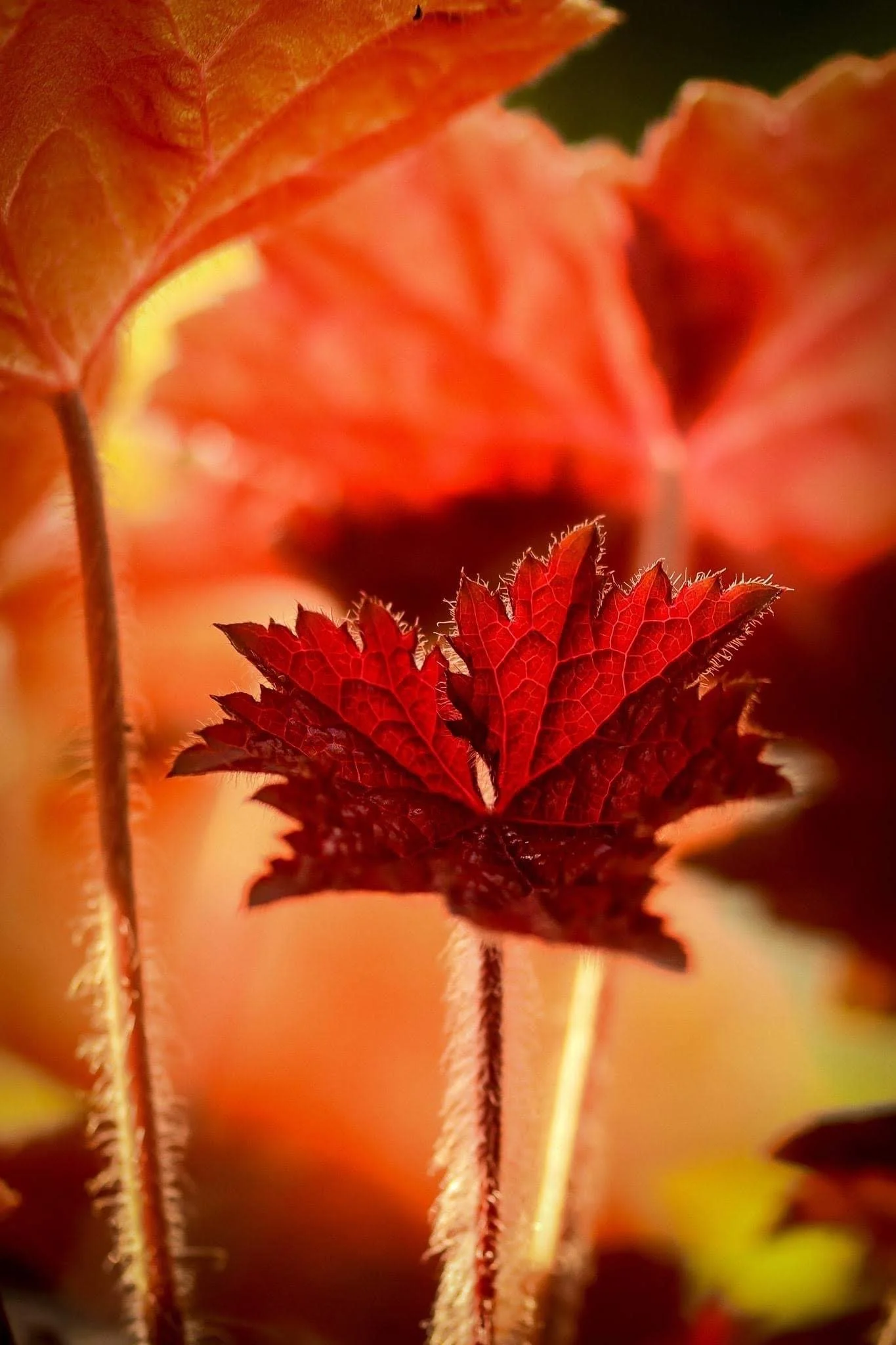 Coleus Leaves in the Sun