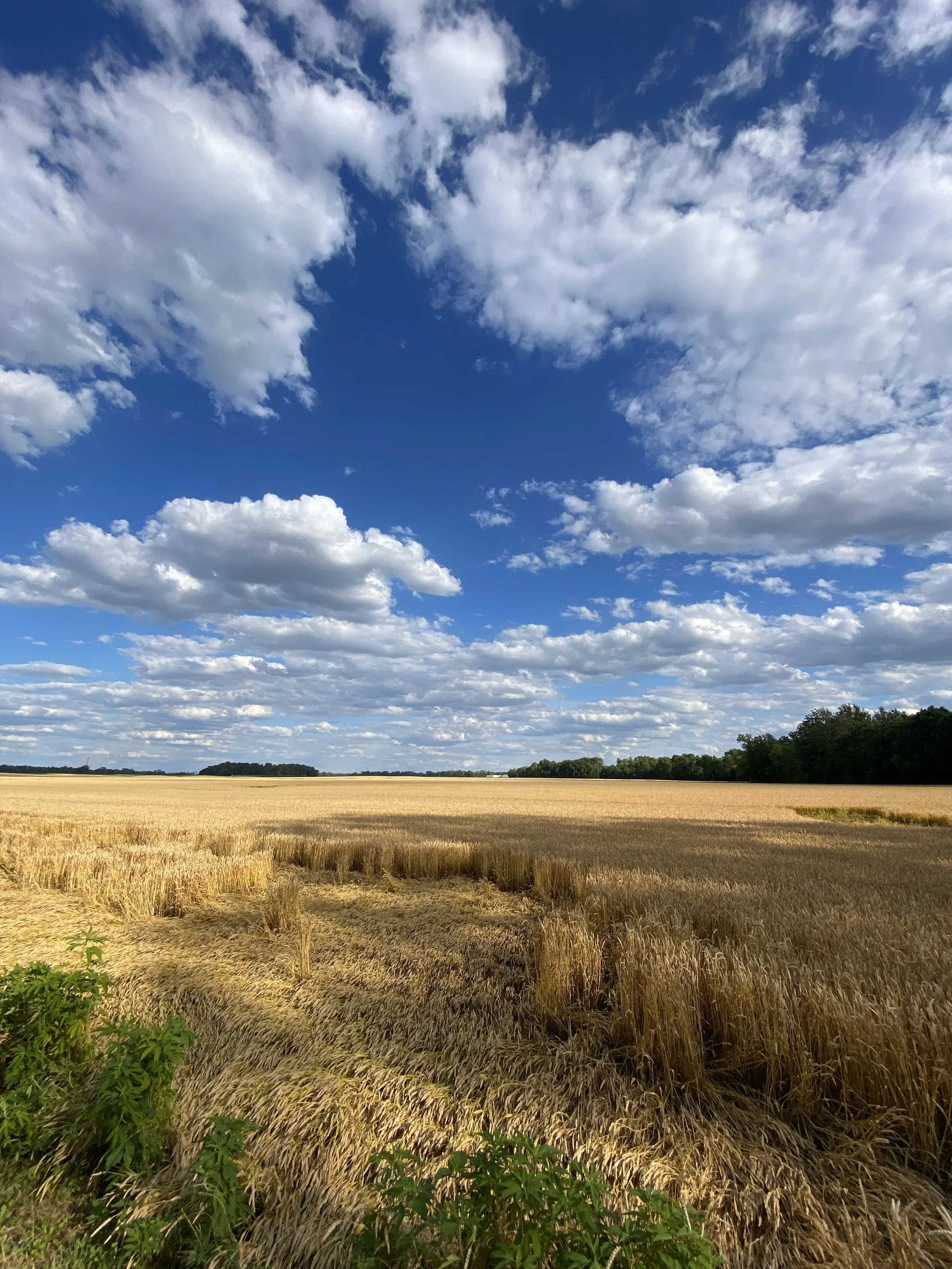 Indiana Wheat Field
