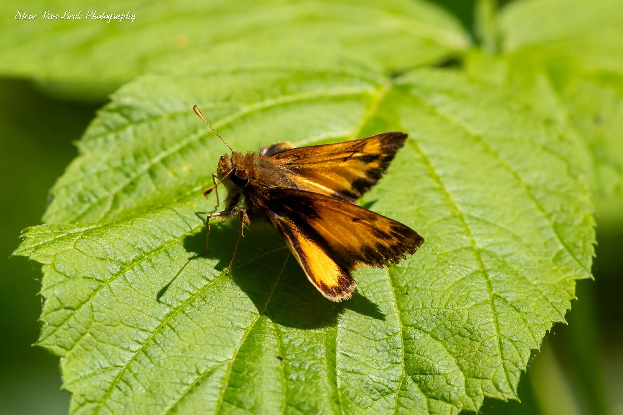 Orange Skipper Butterfly