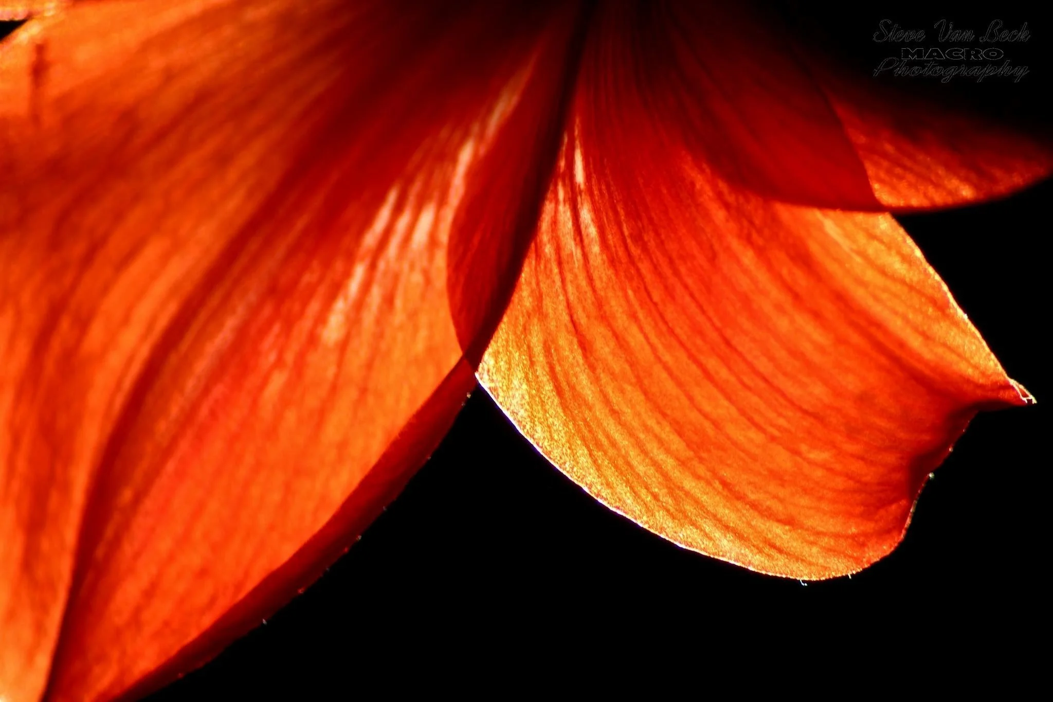 Amaryllis Petals in Sunlight