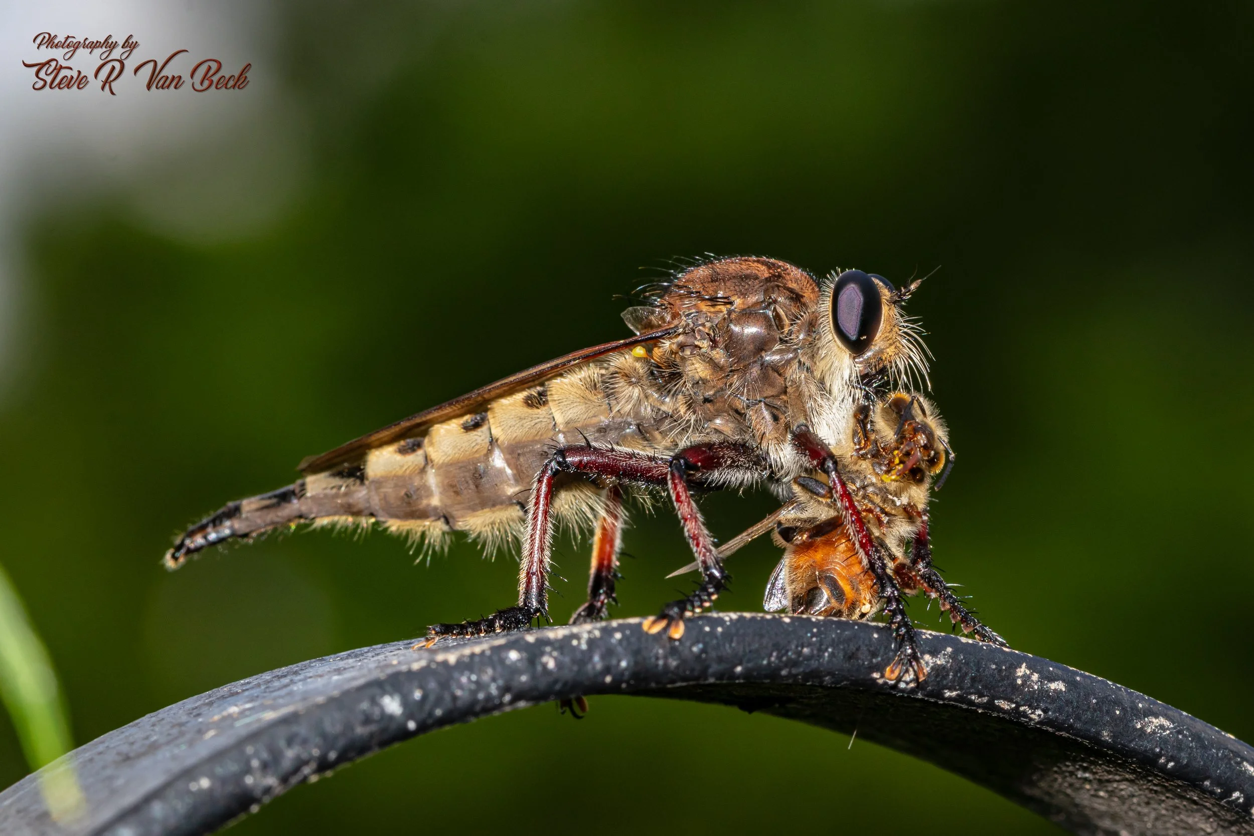 Giant Robber Fly with Honey Bee