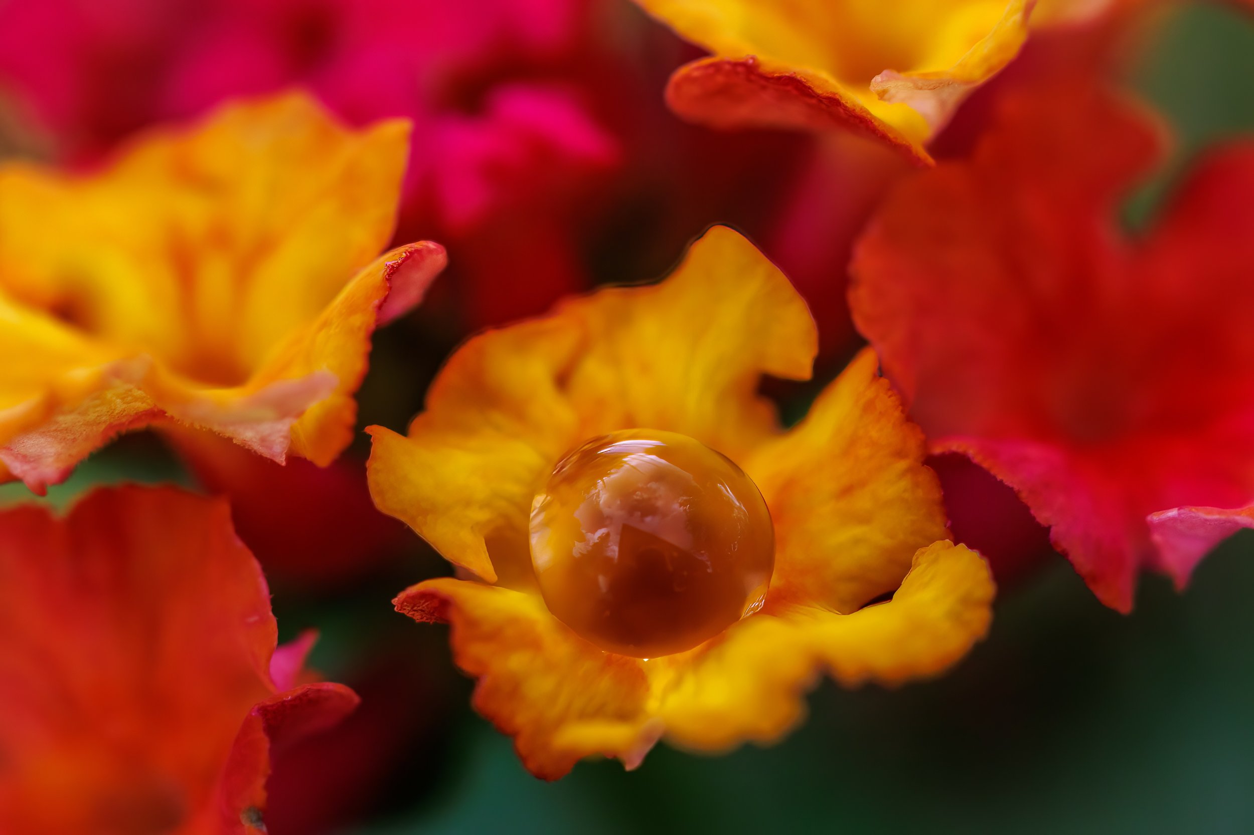 Dew Drop on Tecoma Stans