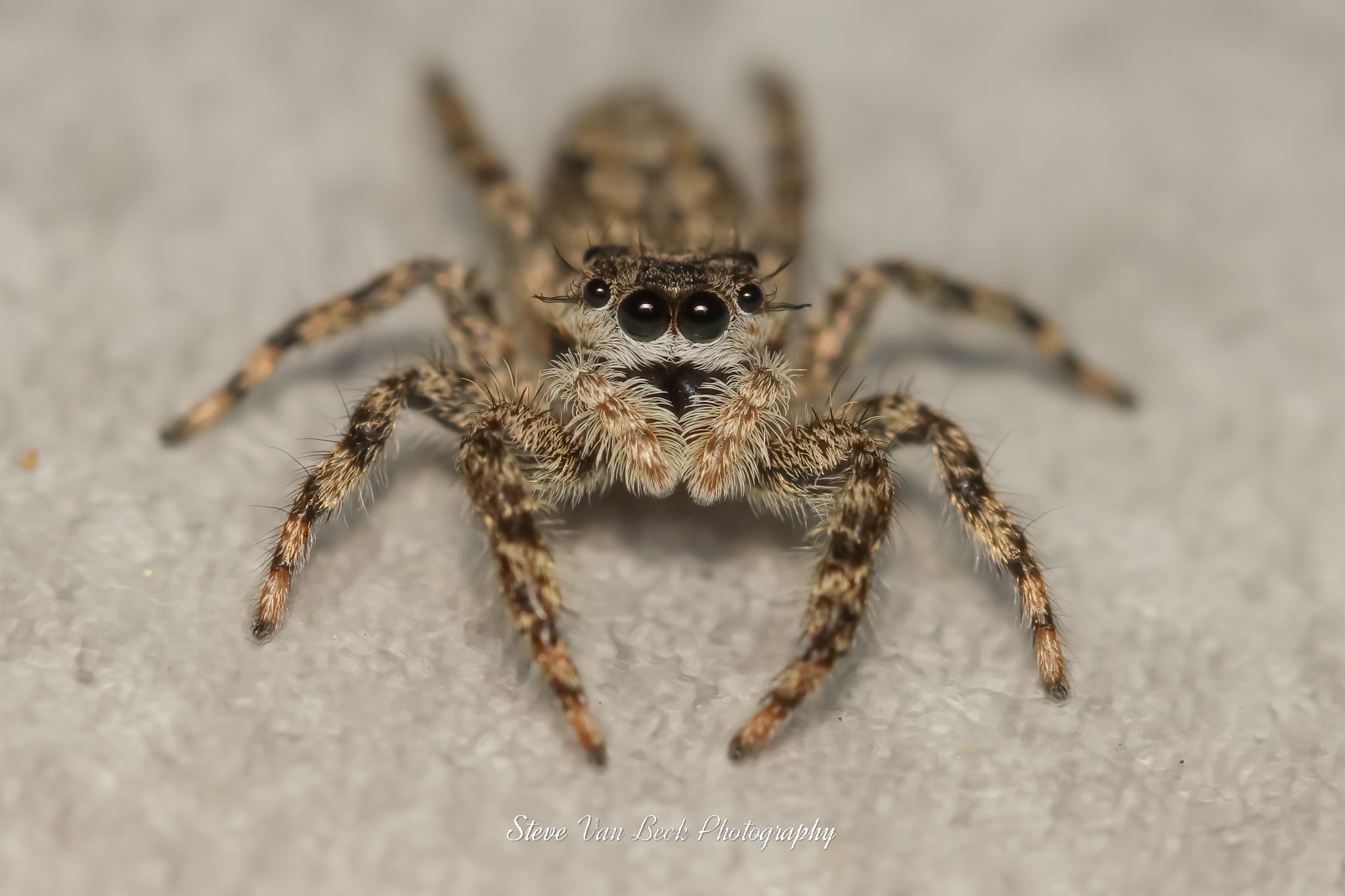 Jumping Spider