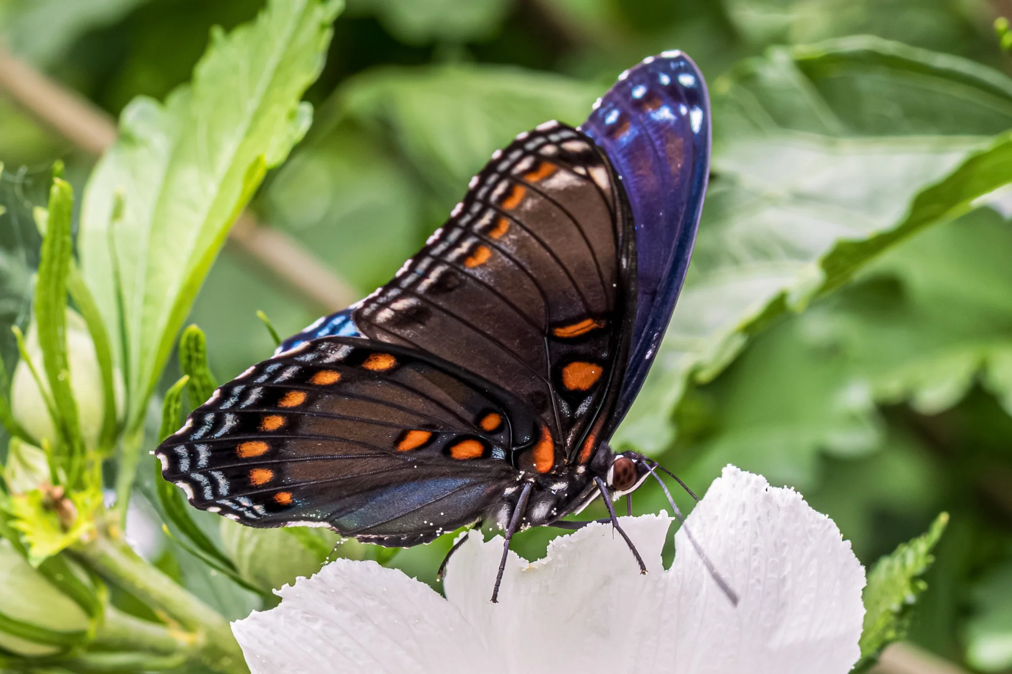 Red-Spotted Purple Butterfly