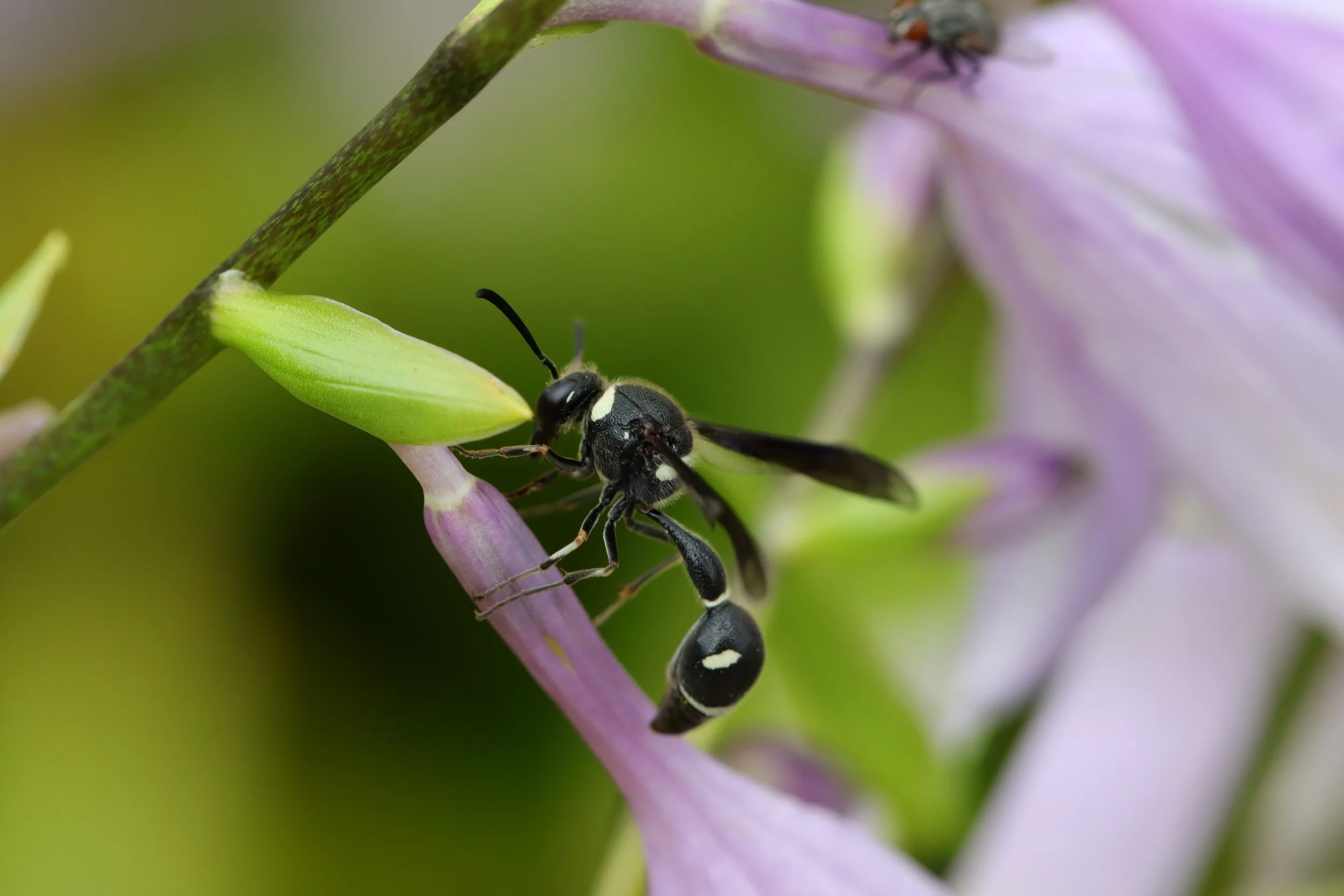 Fraternal Potter Wasp