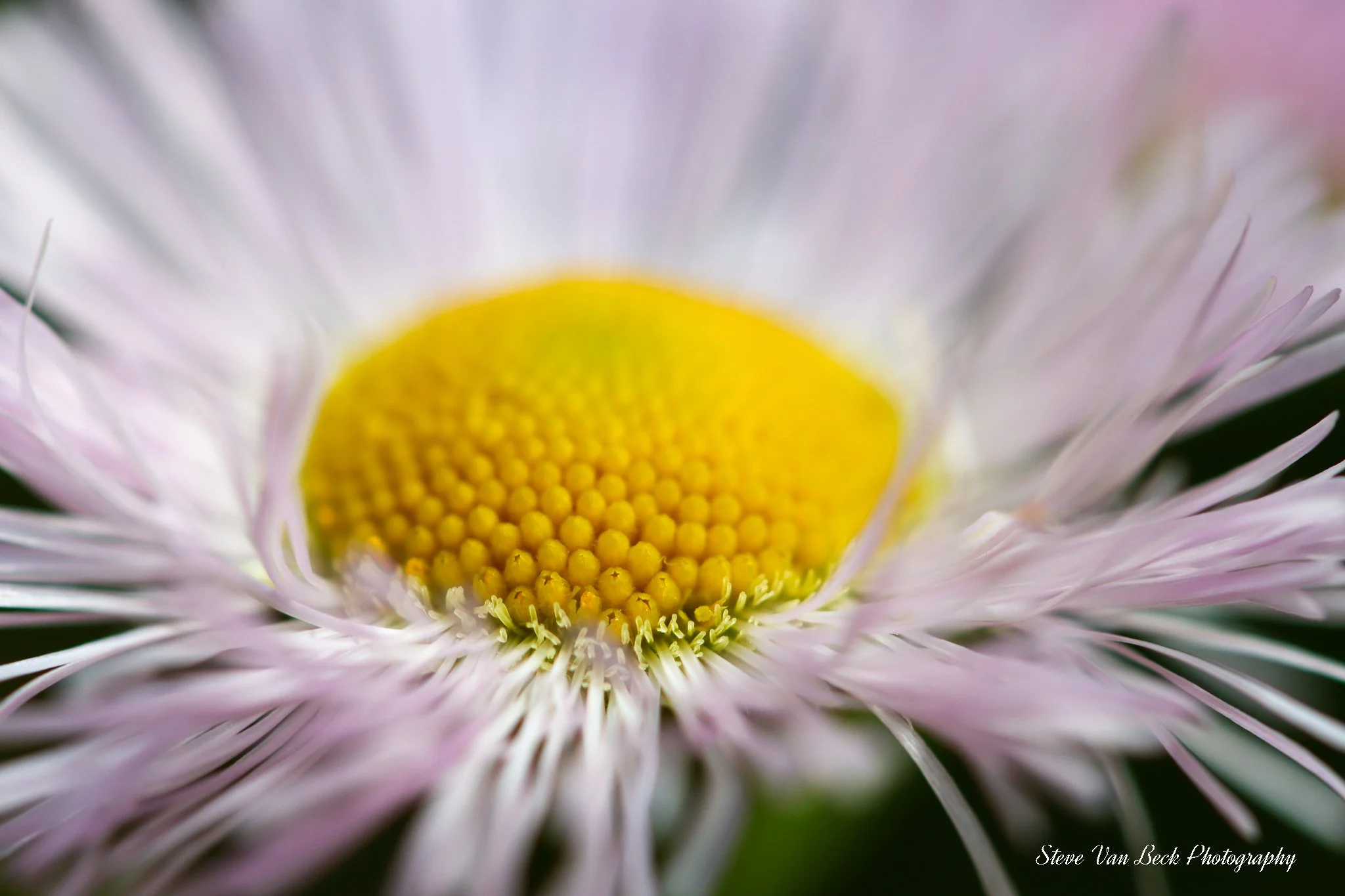 Philadelphia Fleabane Wildflower