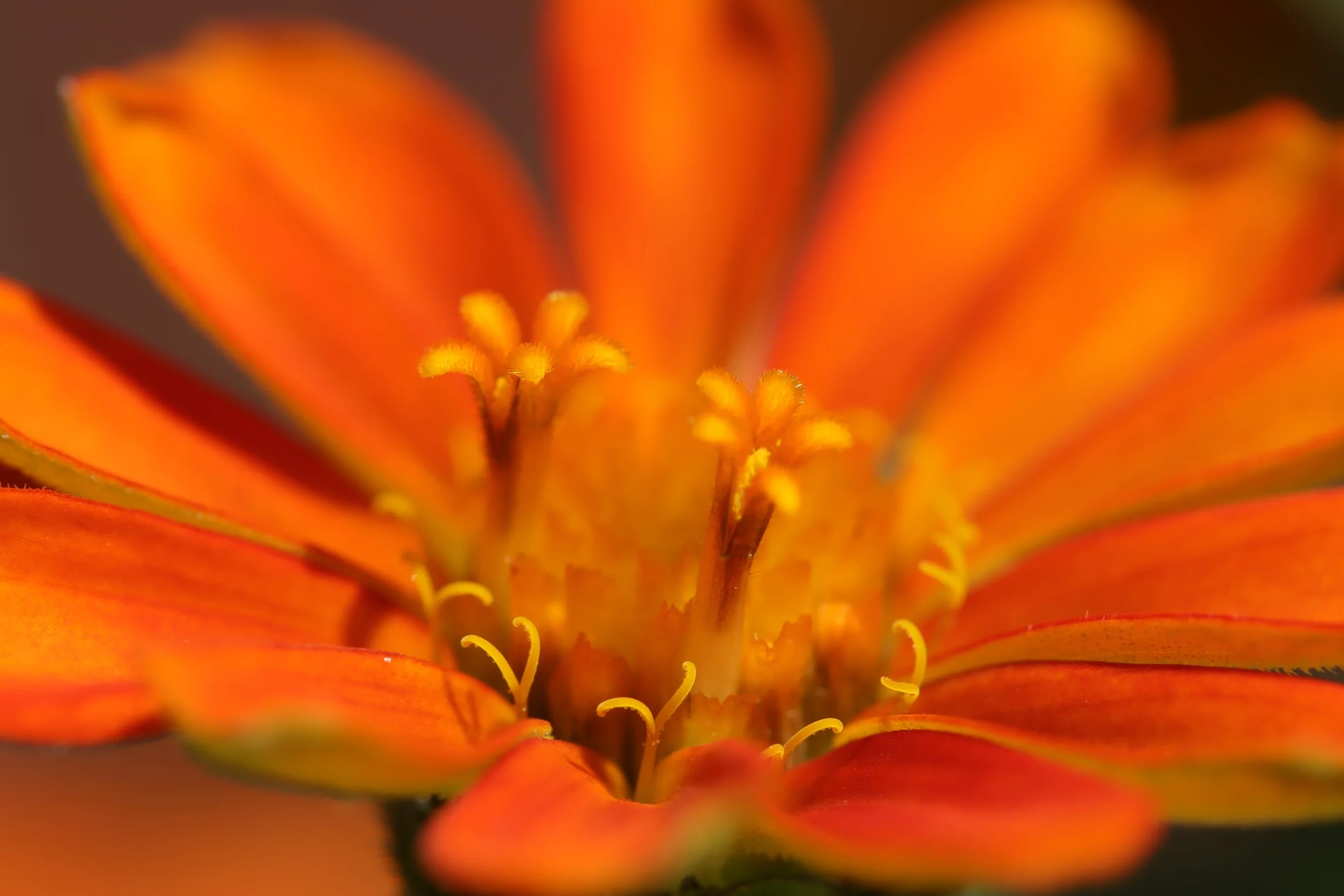 Mexican Sunflower