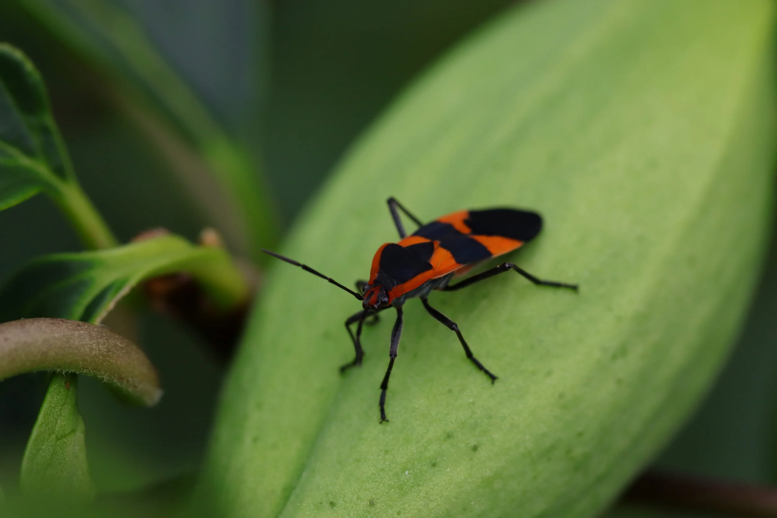 Large Milkweed Bug