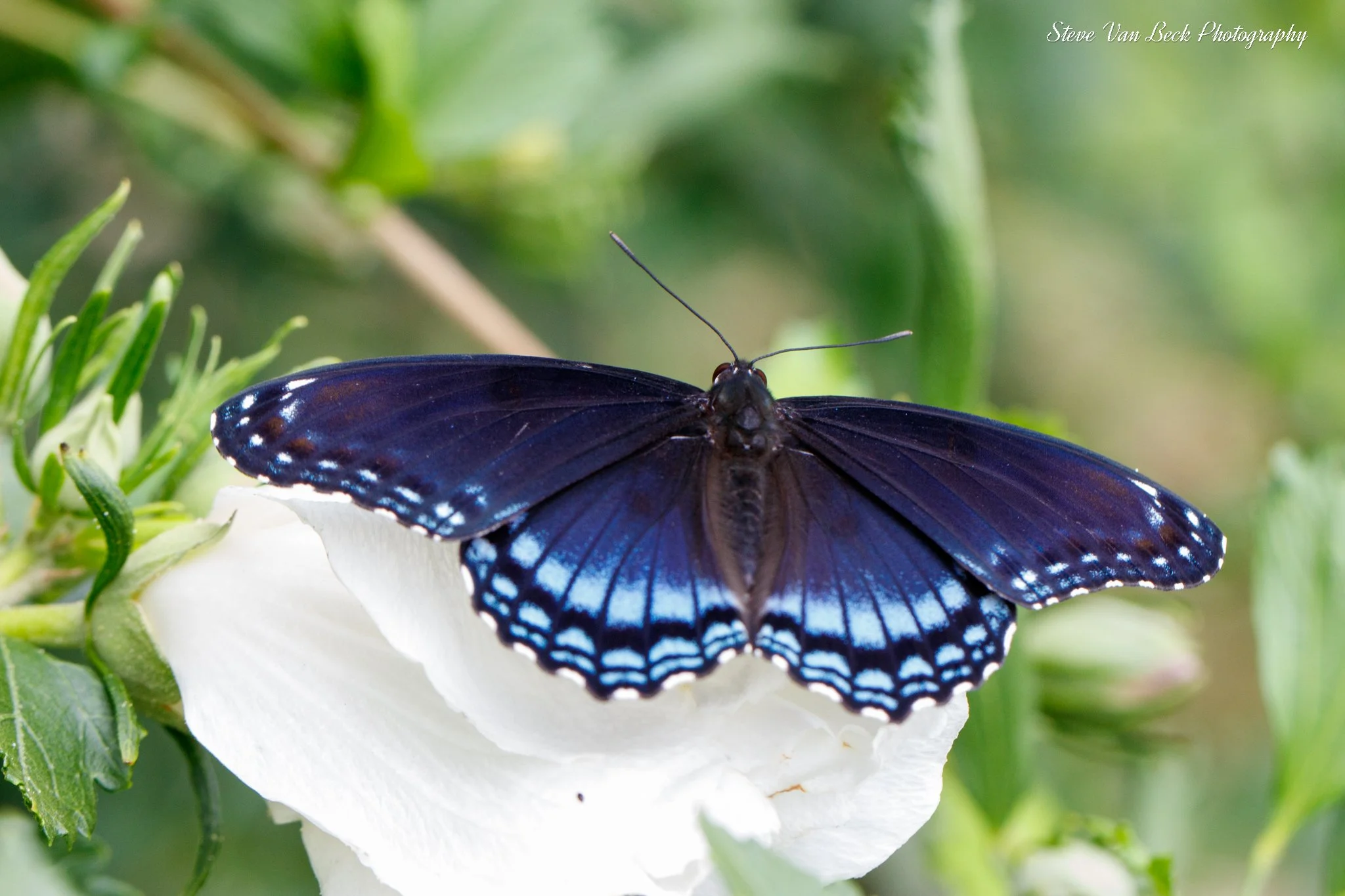 Red-Spotted Purple Butterfly