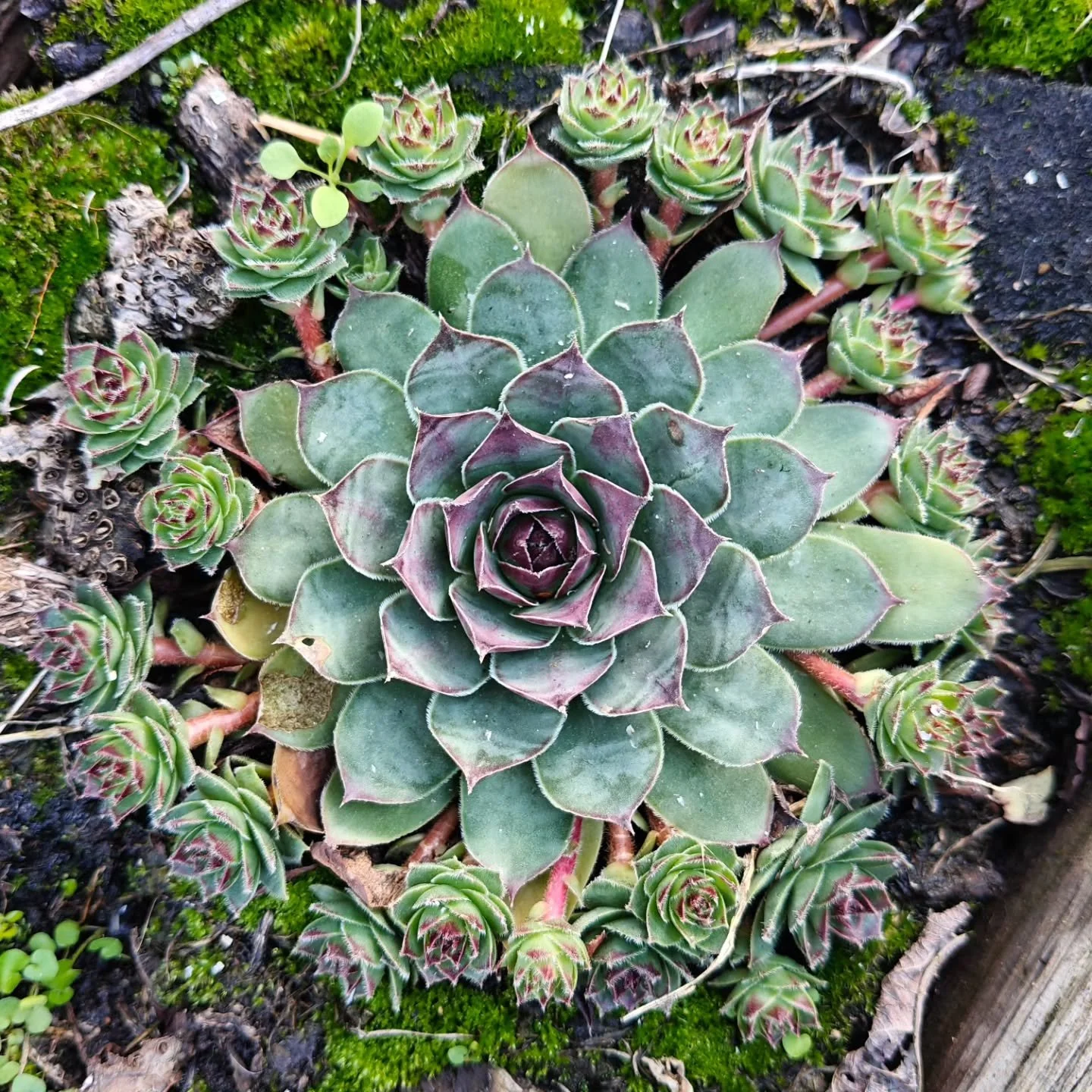 Als je deze mooie cirkel ziet in een verloren bloembak - natuurgelukje