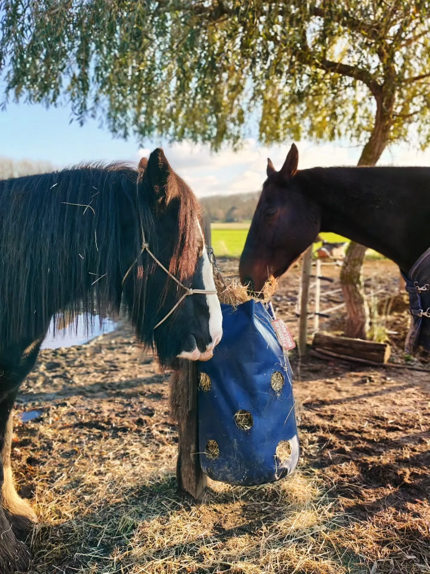 Onze paardjes zijn alweer verwend door @hoofcarewesley 🧡
