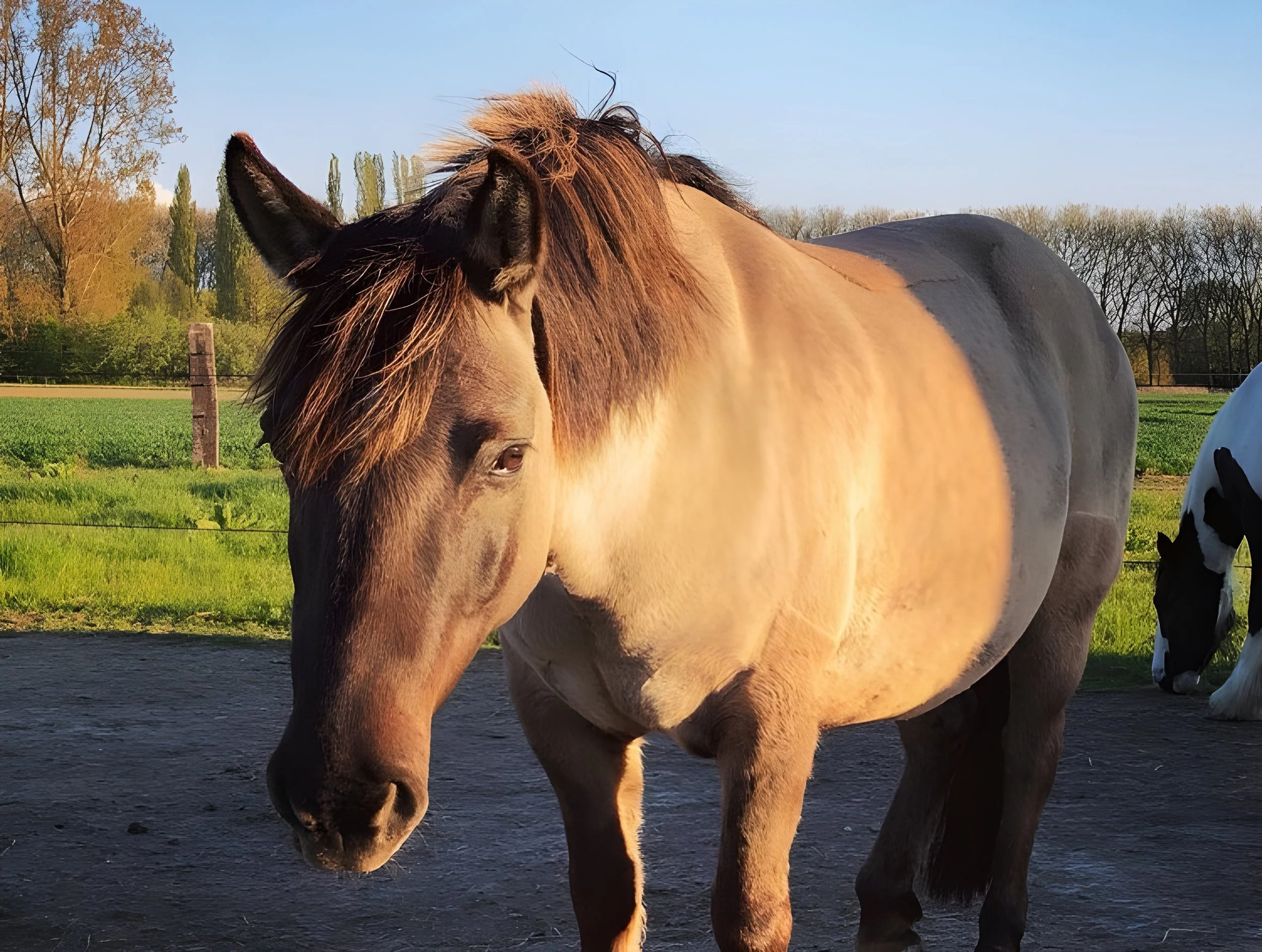 Een bruine en witte paard staat op een stuk land met gras en een hek, met bos en een blauwe lucht op de achtergrond.