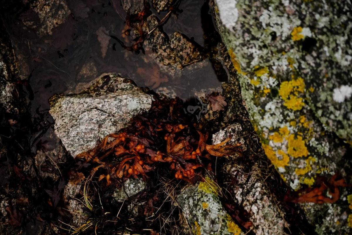 A close-up of colourful algae and lichens amidst rocks