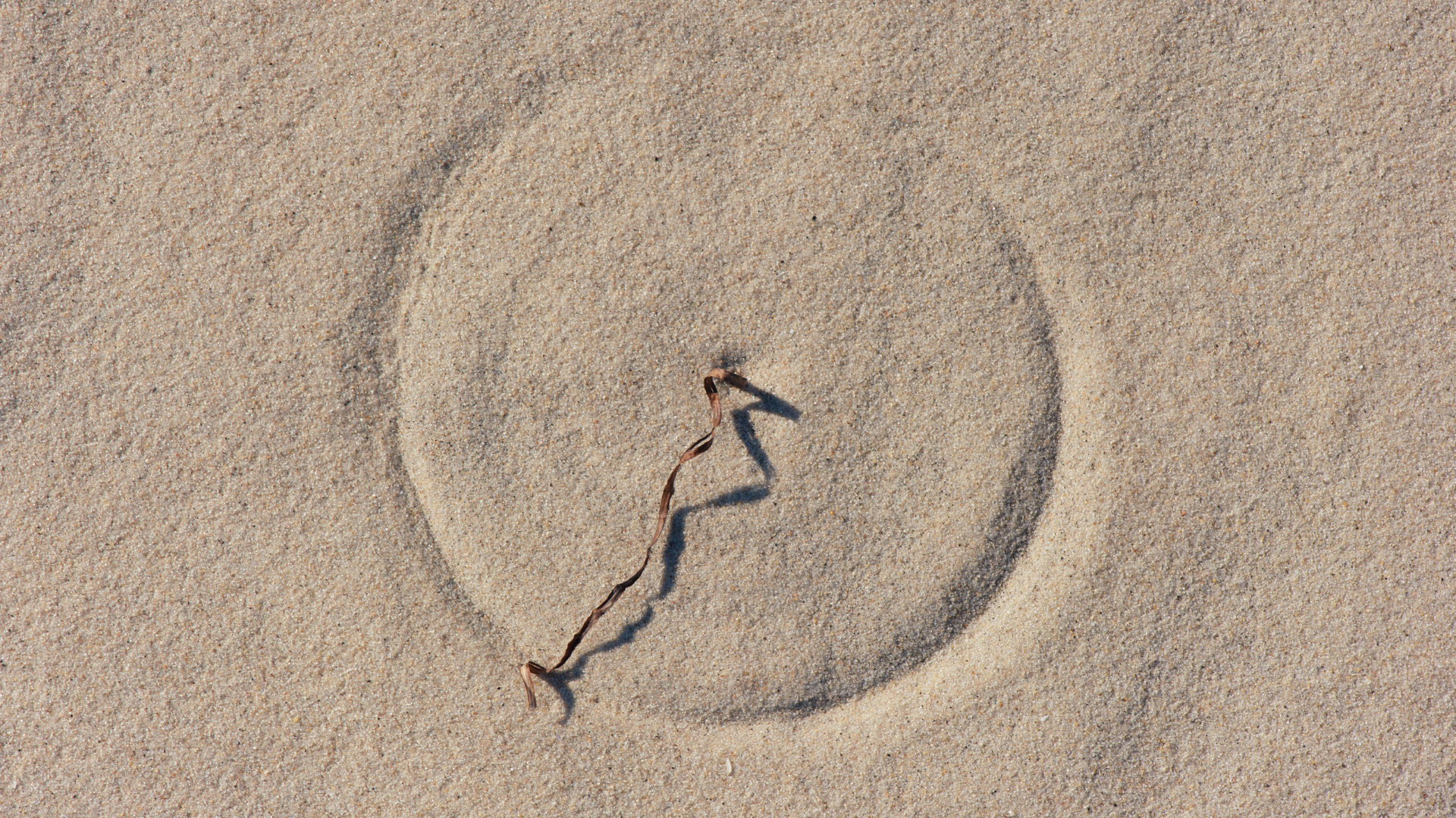 A grass in the sand, moved by the wind, has shaped a circle around itself.