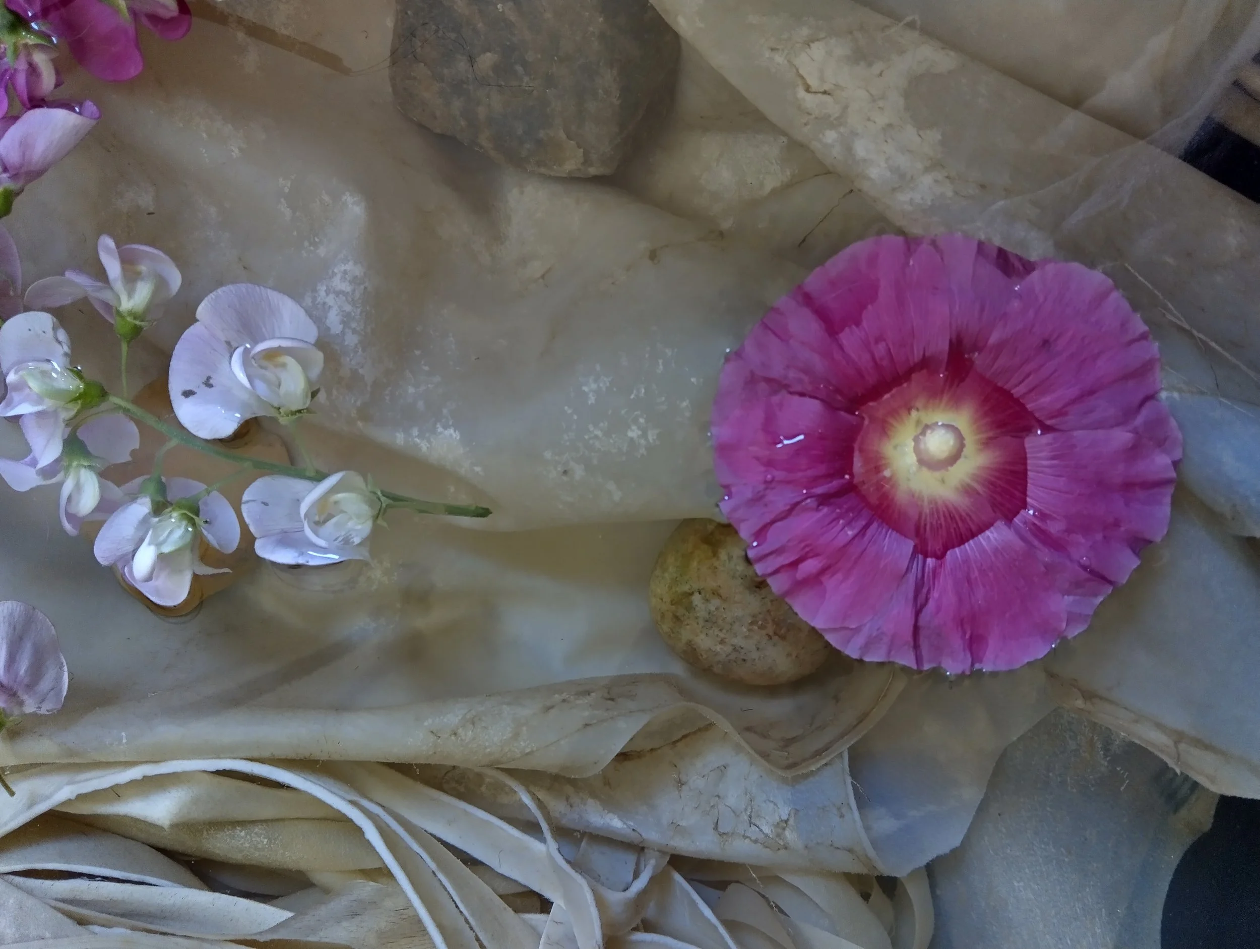 Pink morning glory flower with water droplets resting on a bed of light-colored rocks and crumpled fabric, with white and purple orchid flowers on the left side.