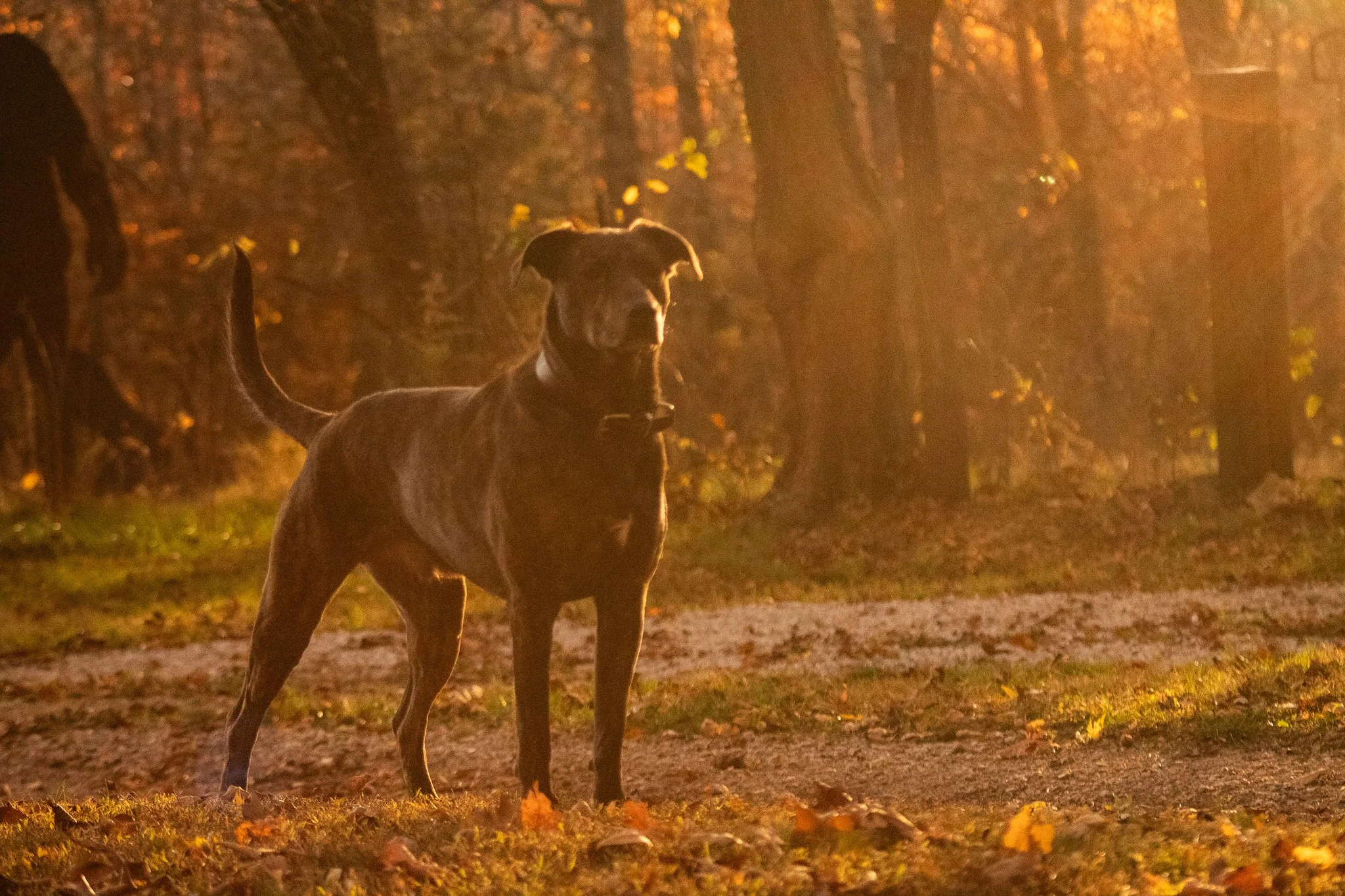 A large dog, possibly a Great Dane, standing on a dirt path in a wooded area during autumn, with sunlight filtering through the trees.