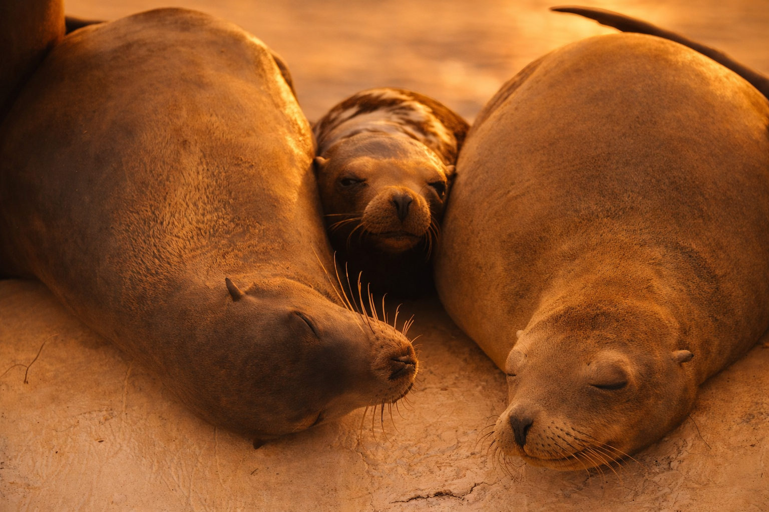 ChatGPT Image Jan 20, 2026, 10_27_02 AM.png