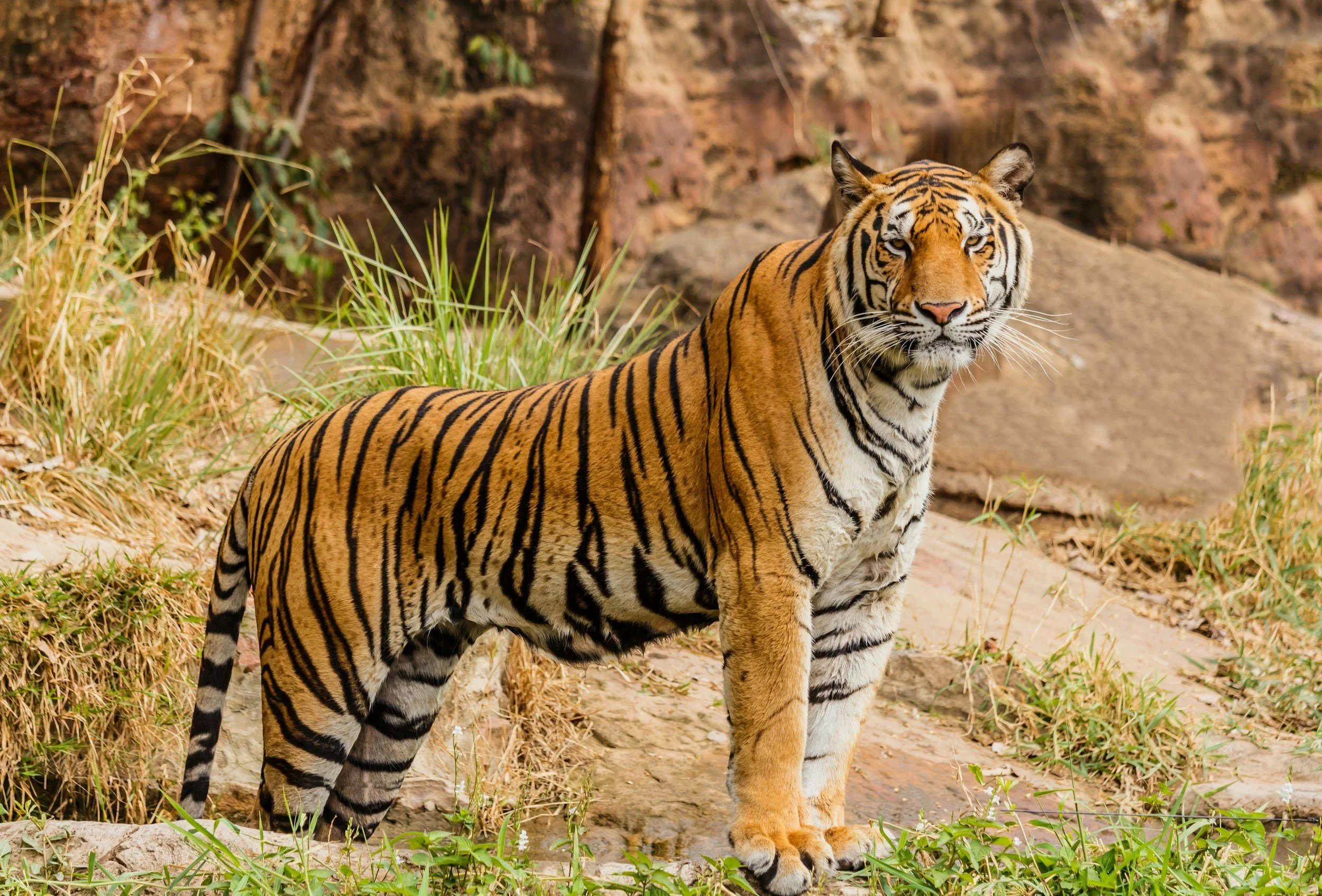 A Bengal tiger standing on a rocky and grassy terrain with a background of rocks and sparse plants.