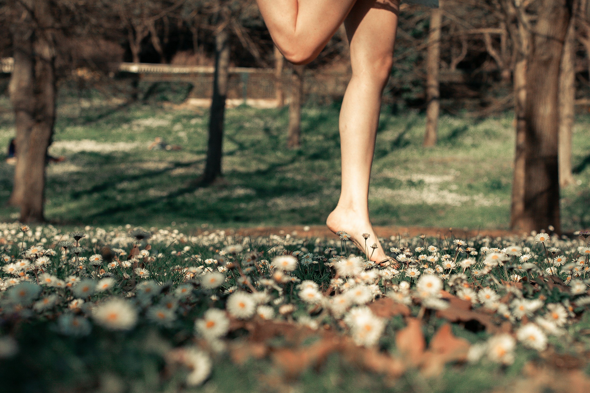 Close-up of a person's bare feet walking through a field of small white daisies with a blurred background of trees and grass.