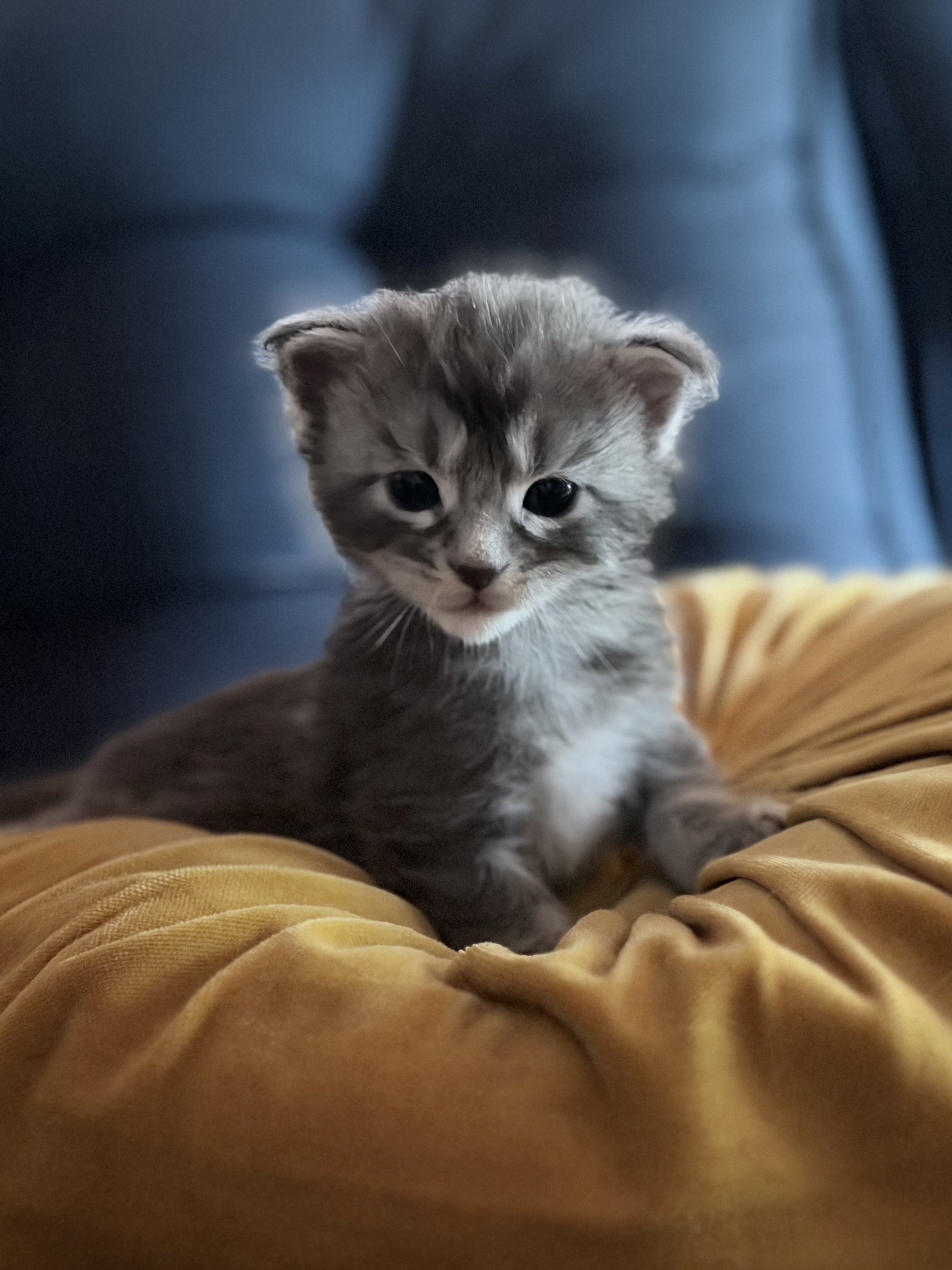 Nyx x Lionel Messi Summer 2026 Litter