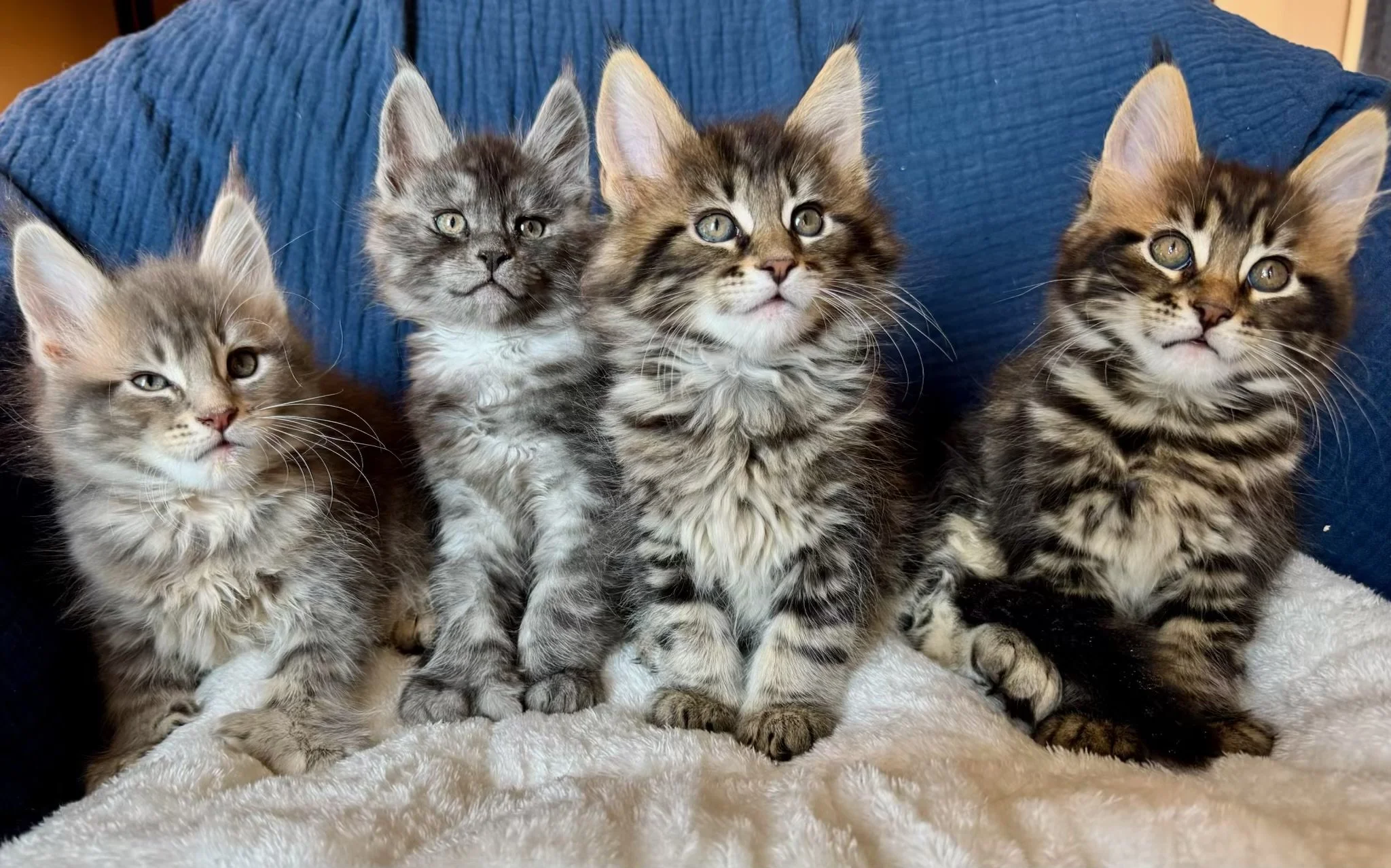 The Winter Litter (SheRa x Messi) - ALL IN HOMES