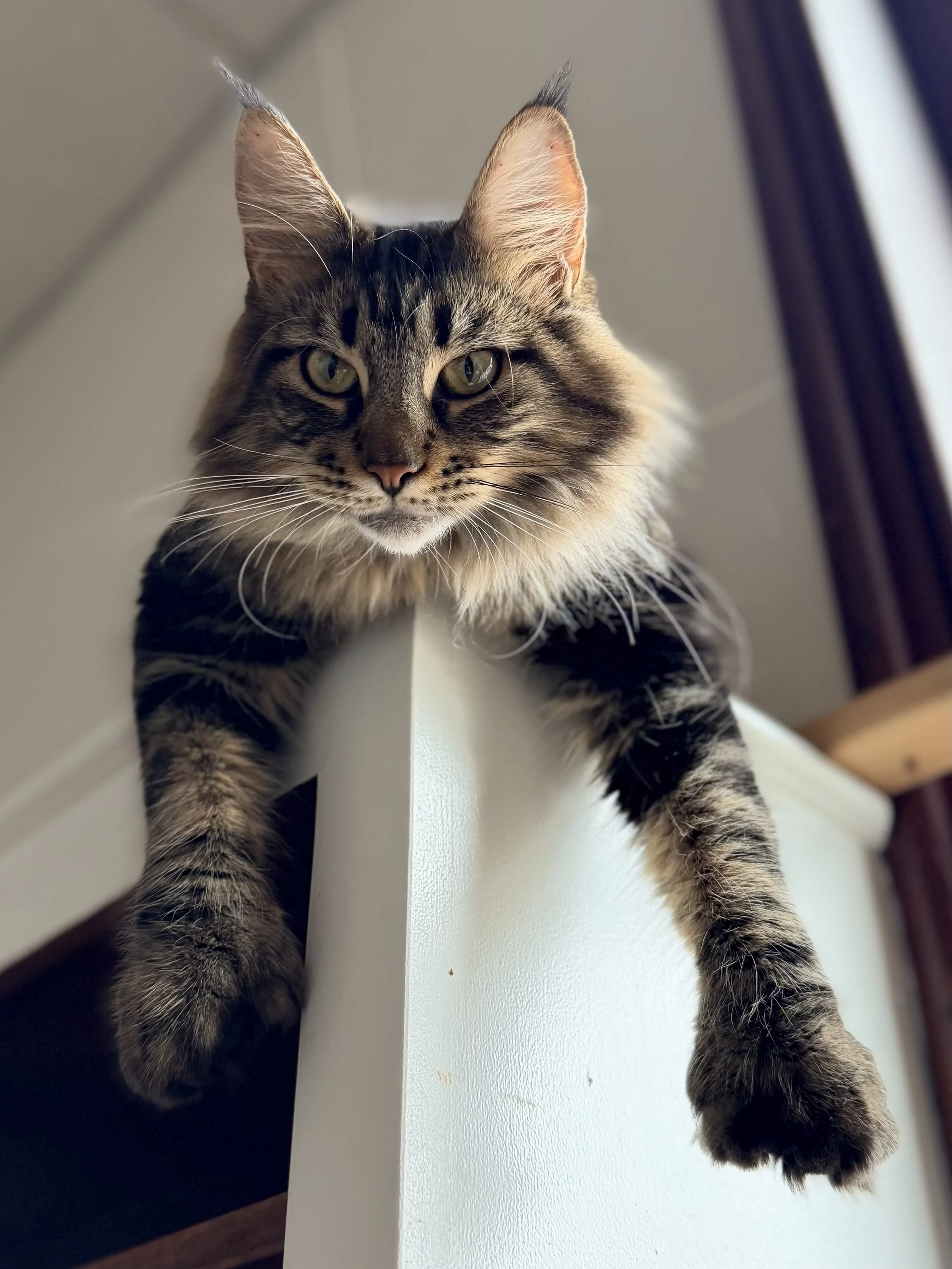 Retired Cats for Adoption