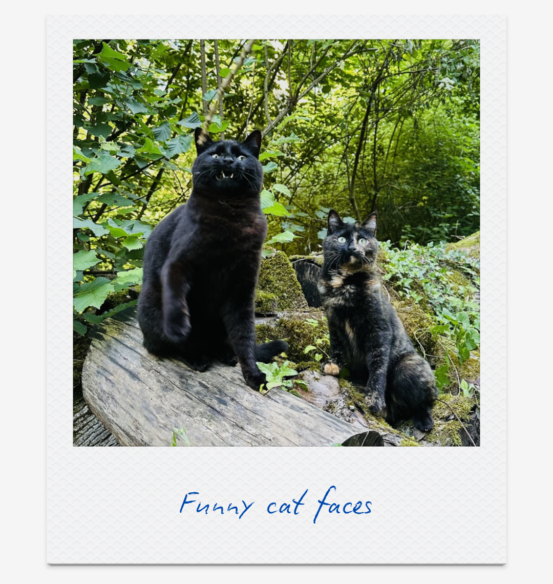 24-funny-cats-gentle-dopamine-boosters-claire-cascail.png