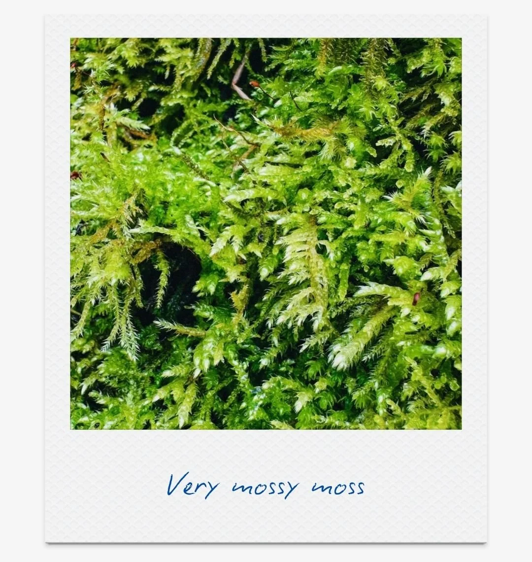 18-moss-gentle-dopamine-boosters-claire-cascail.jpg.jpg