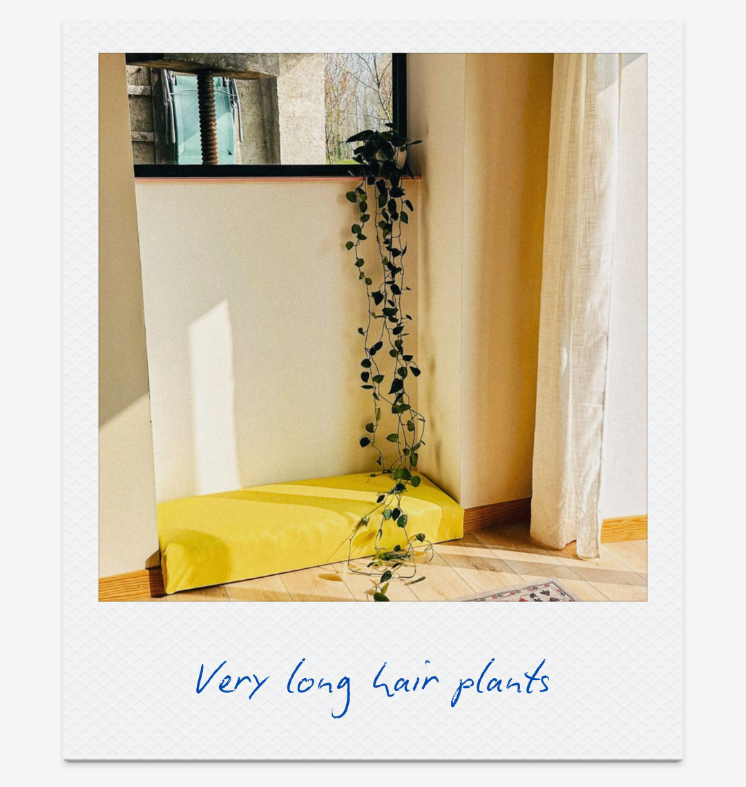 30-plants-gentle-dopamine-boosters-claire-cascail.png