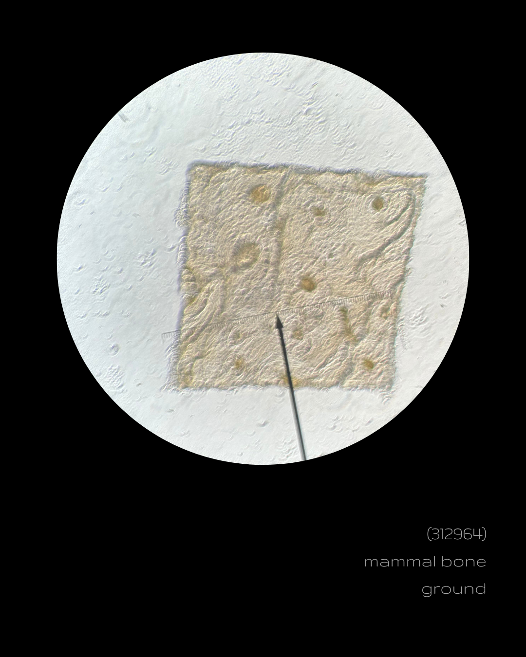 SPLICE  - (312964) mammal bone ground.png