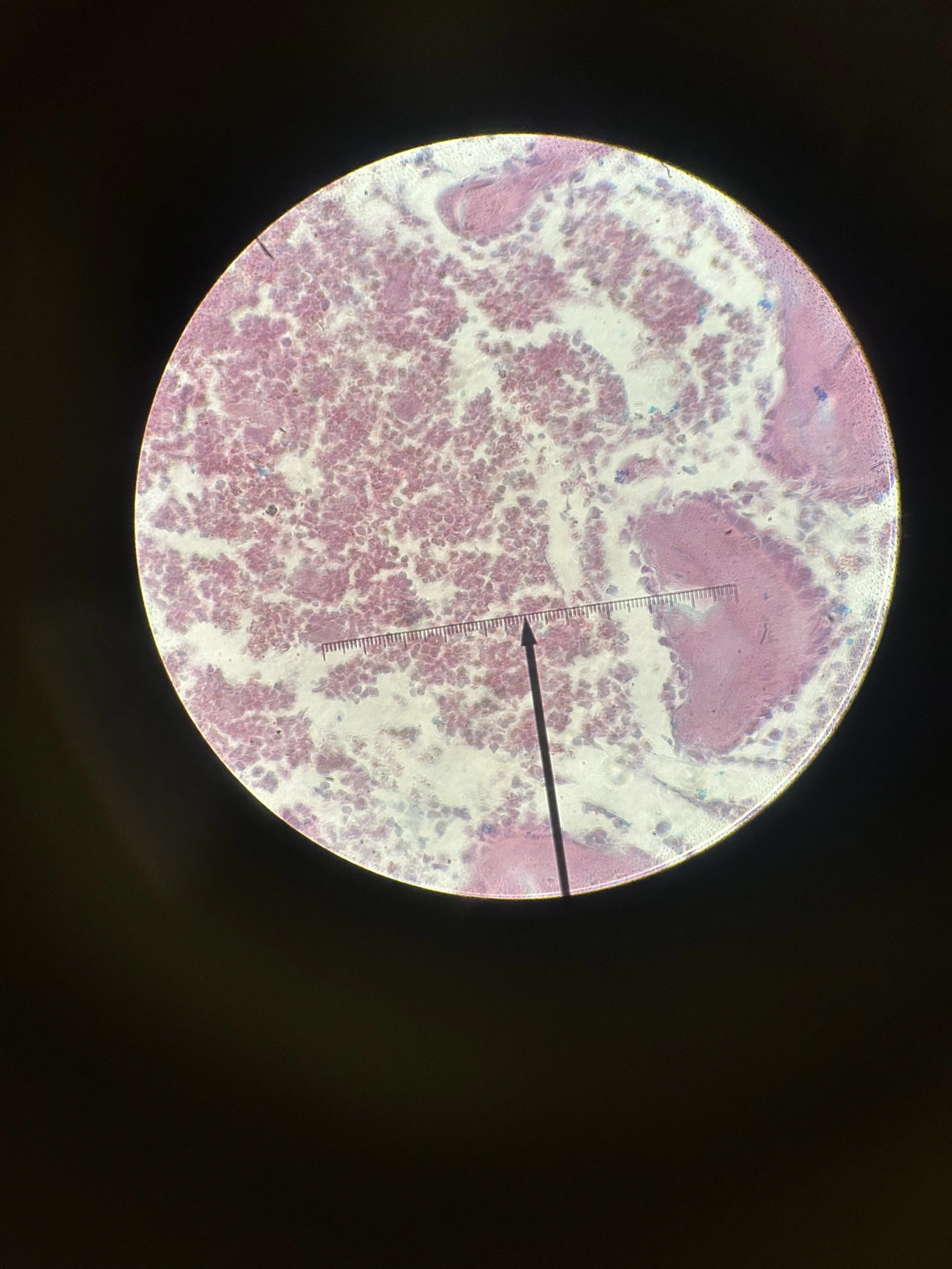 312922 mammal fibrocartilage
