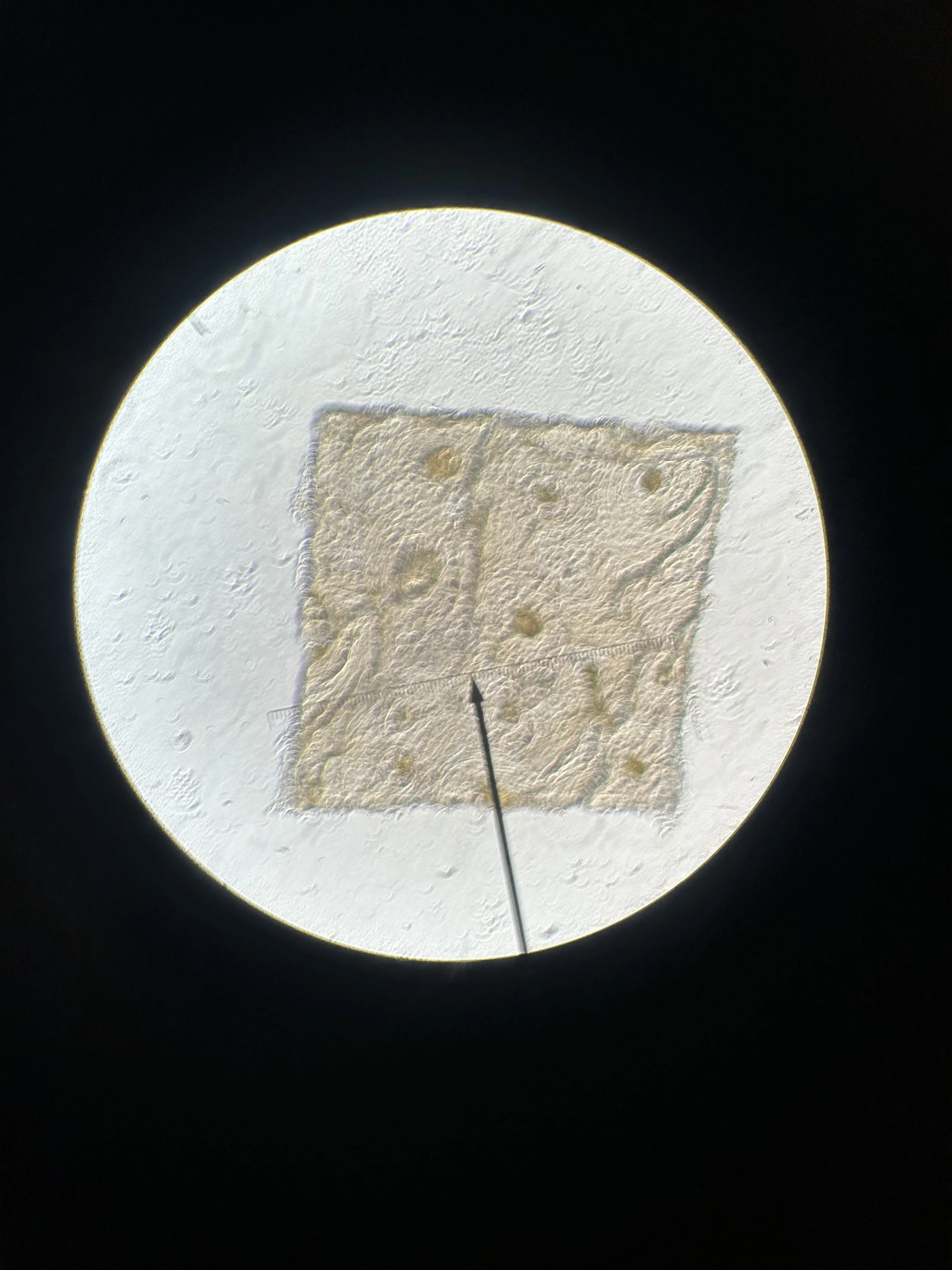 312964 mammal bone ground