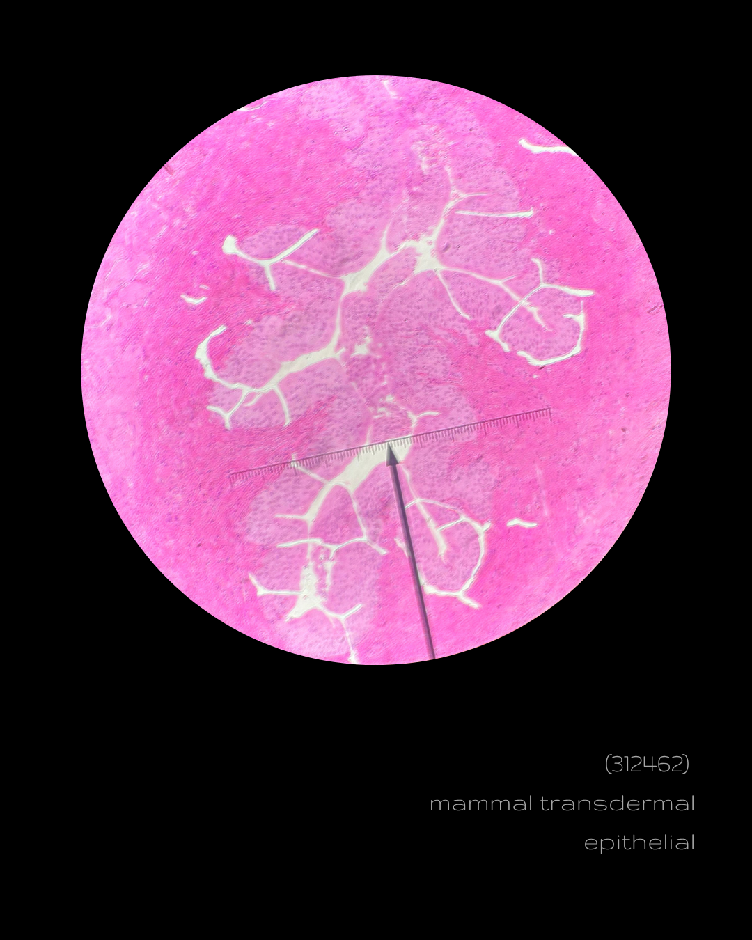 SPLICE  - (312462) mammal transdermal epithelial.png