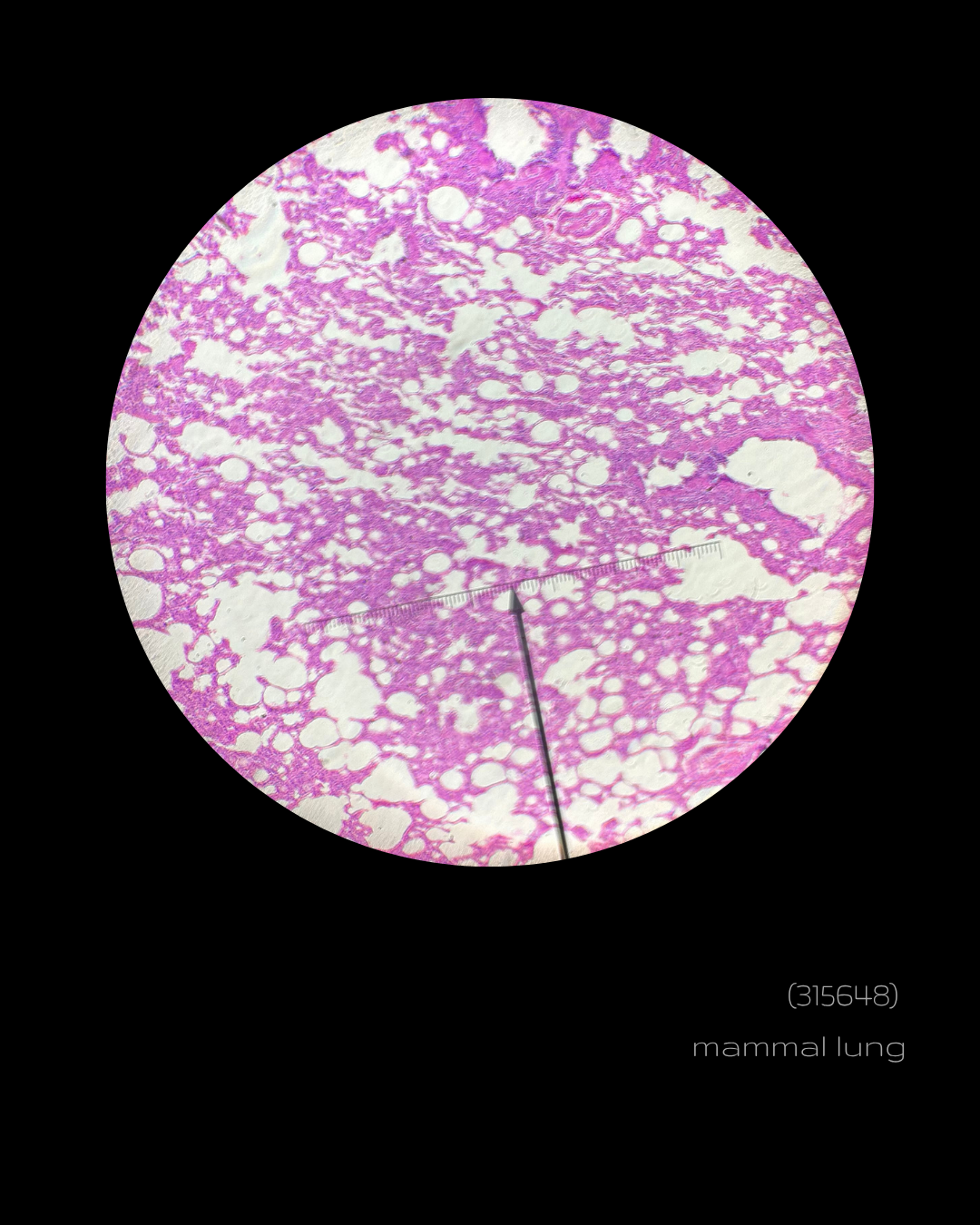 SPLICE - (315648)  mammal lung.png