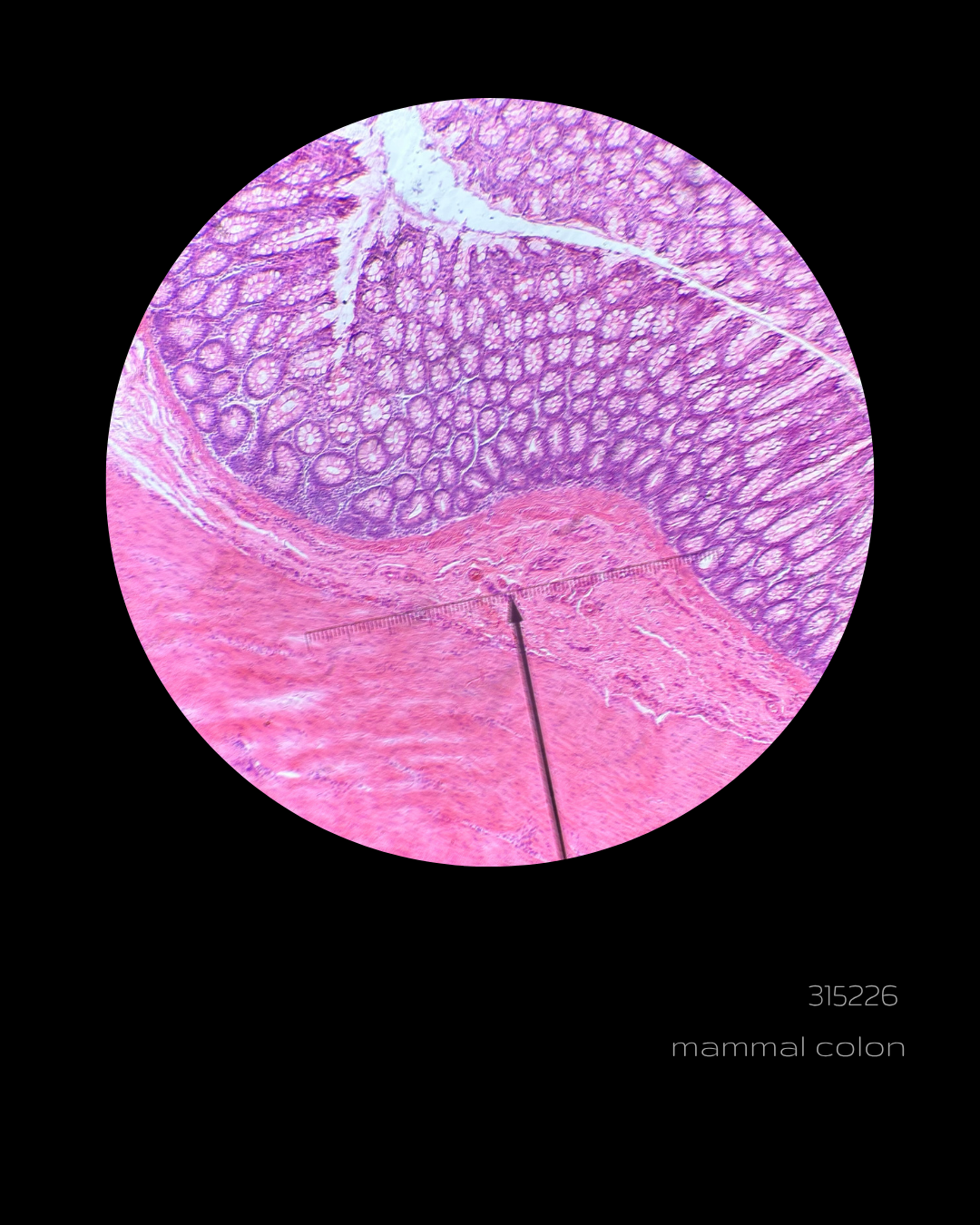 Mammal Colon Print