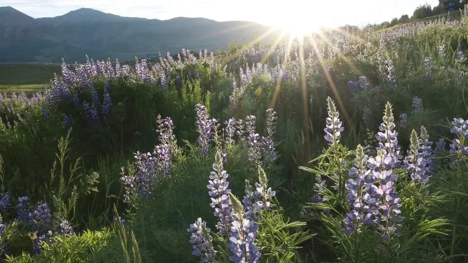 lavender plants in a sunrise
